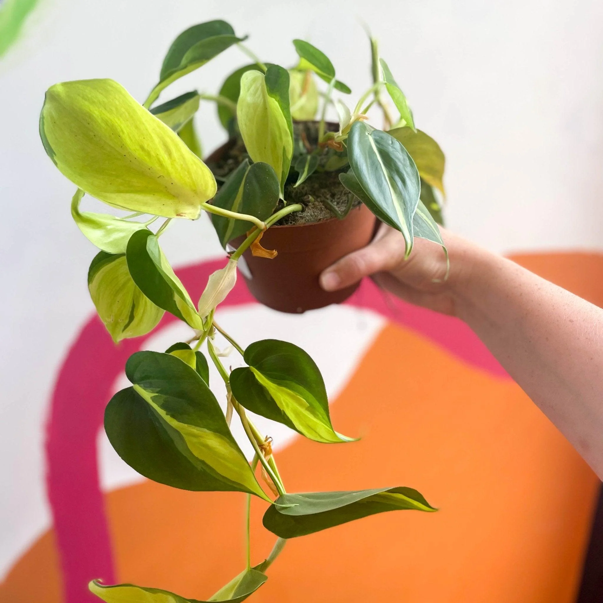 Philodendron scandens 'Brasil' - Image 3