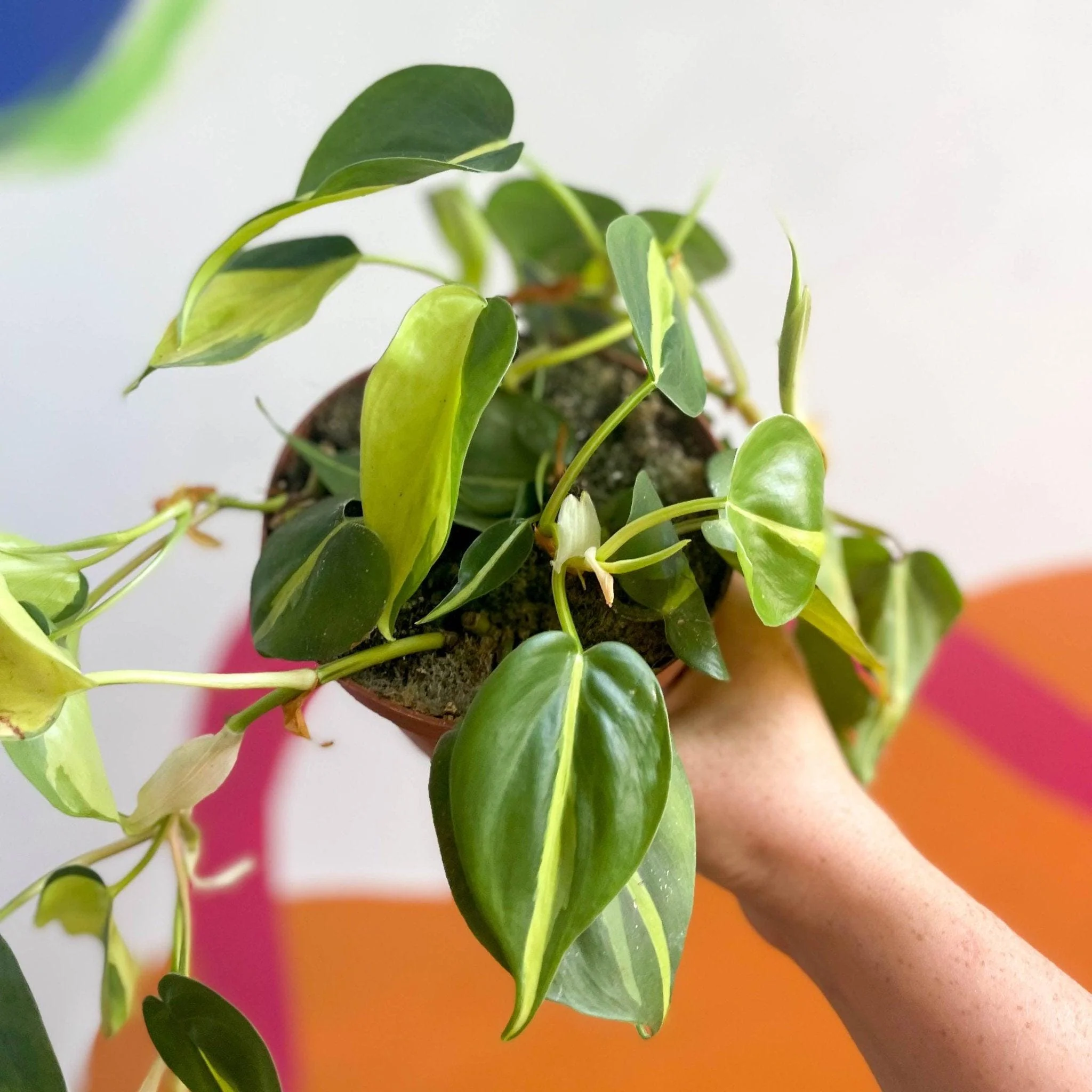 Philodendron scandens 'Brasil' - Image 4