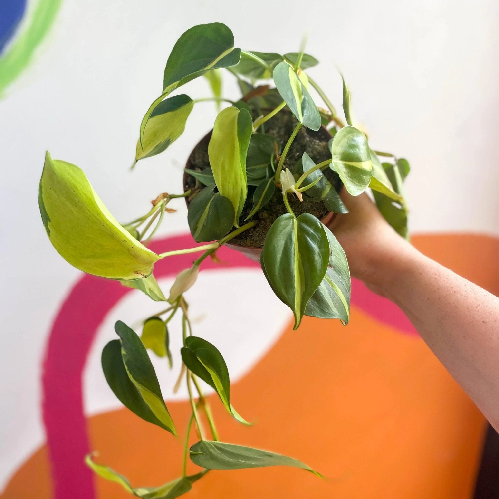 Philodendron scandens 'Brasil' - Image 5