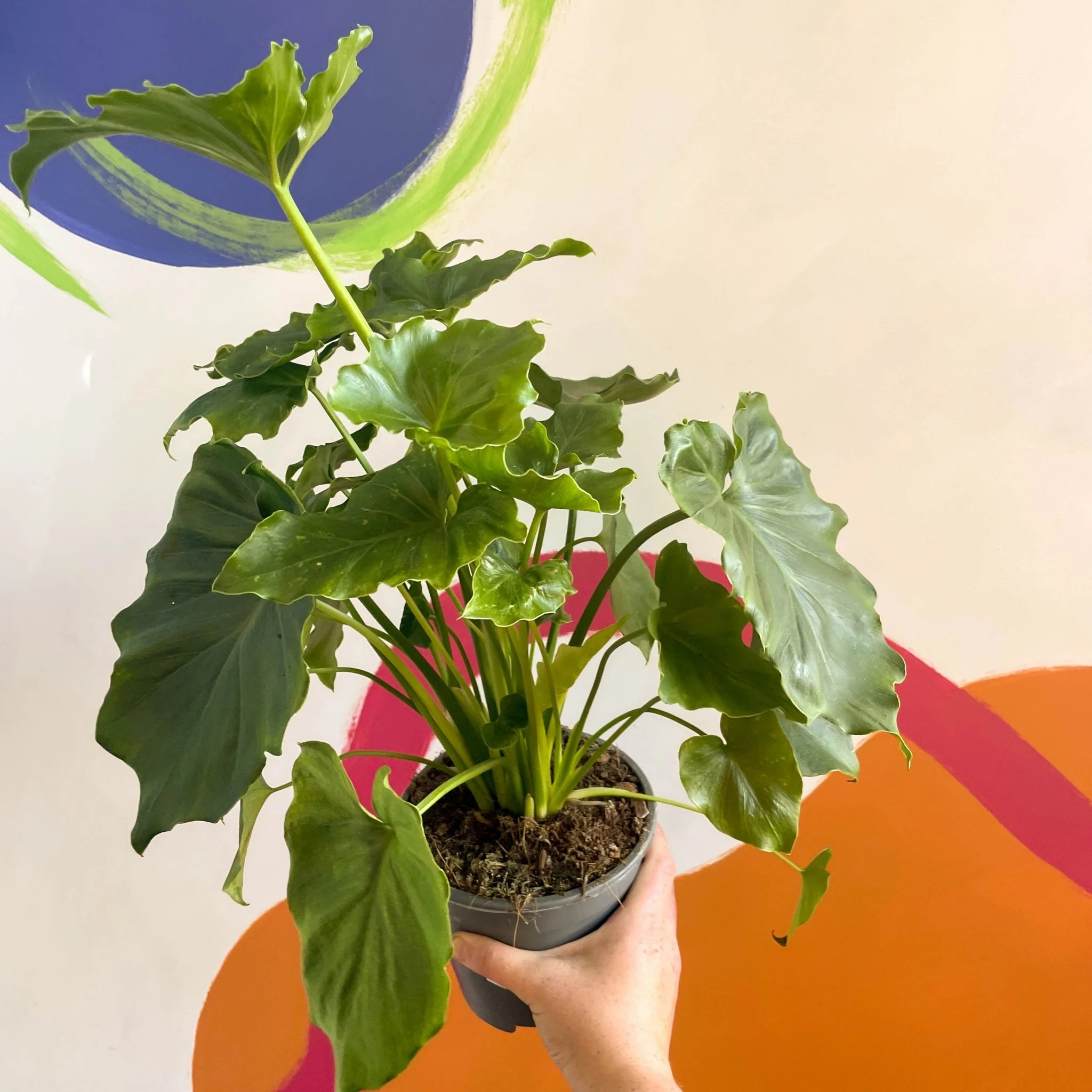 Philodendron 'Shangri La'