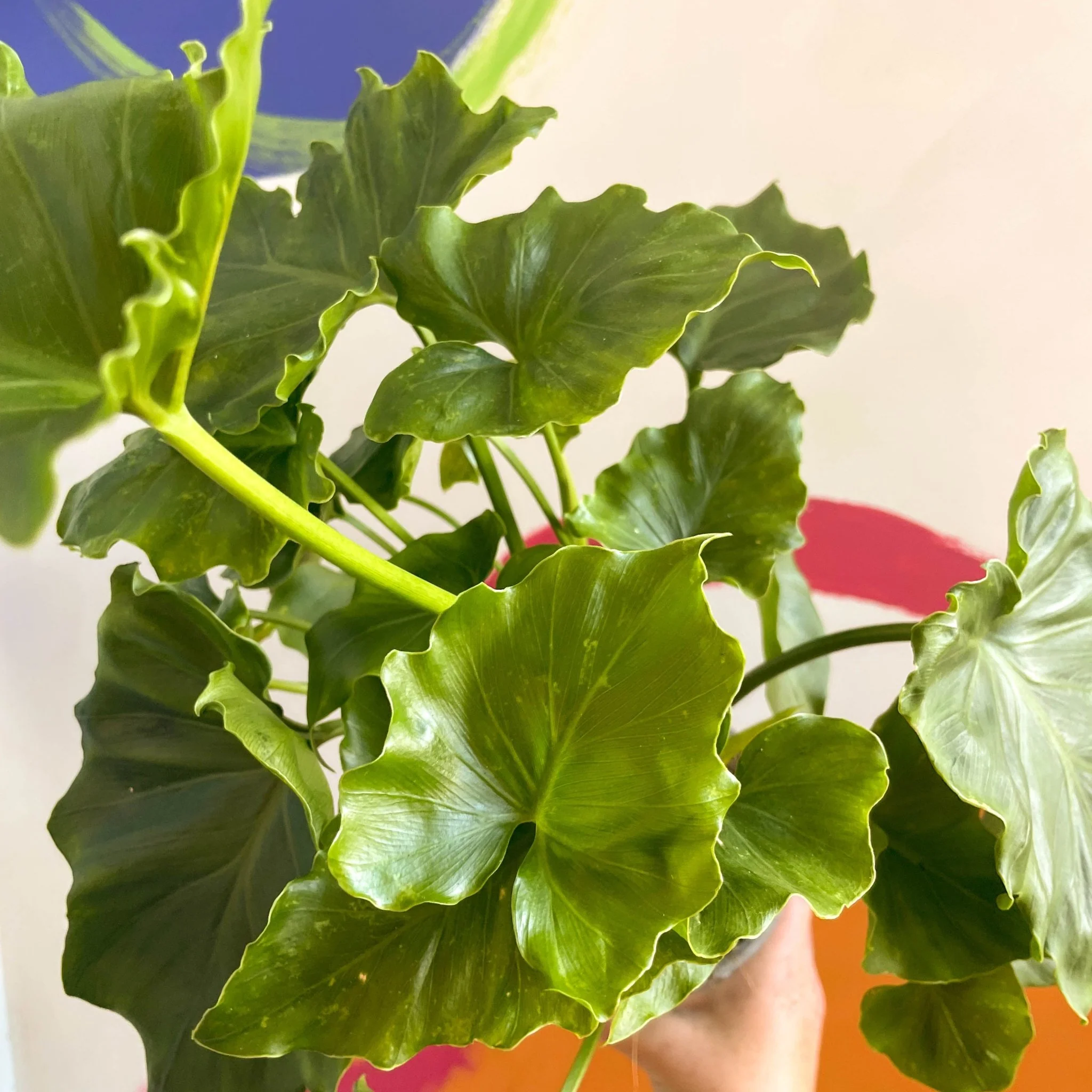 Philodendron 'Shangri La' - Image 2