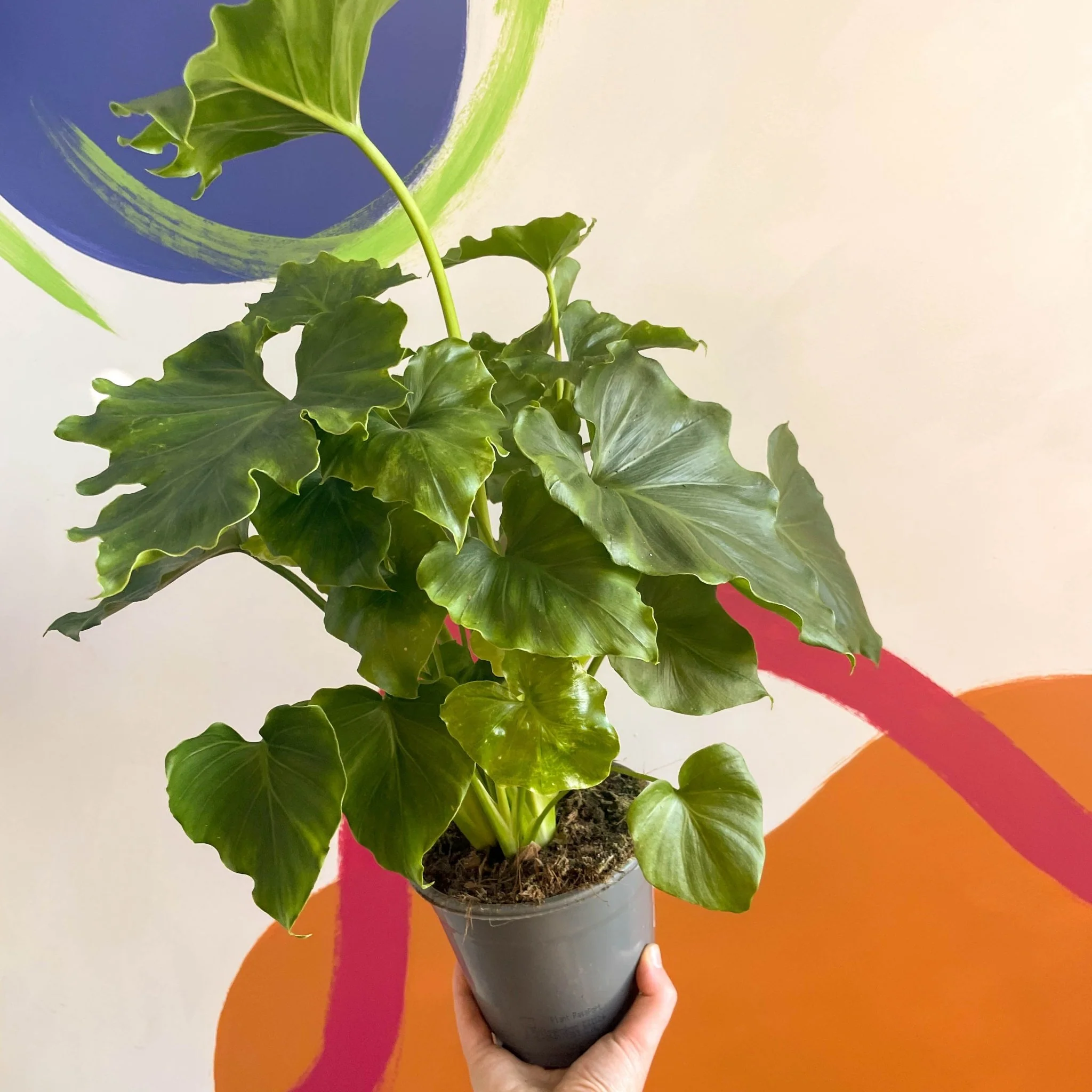 Philodendron 'Shangri La' - Image 3