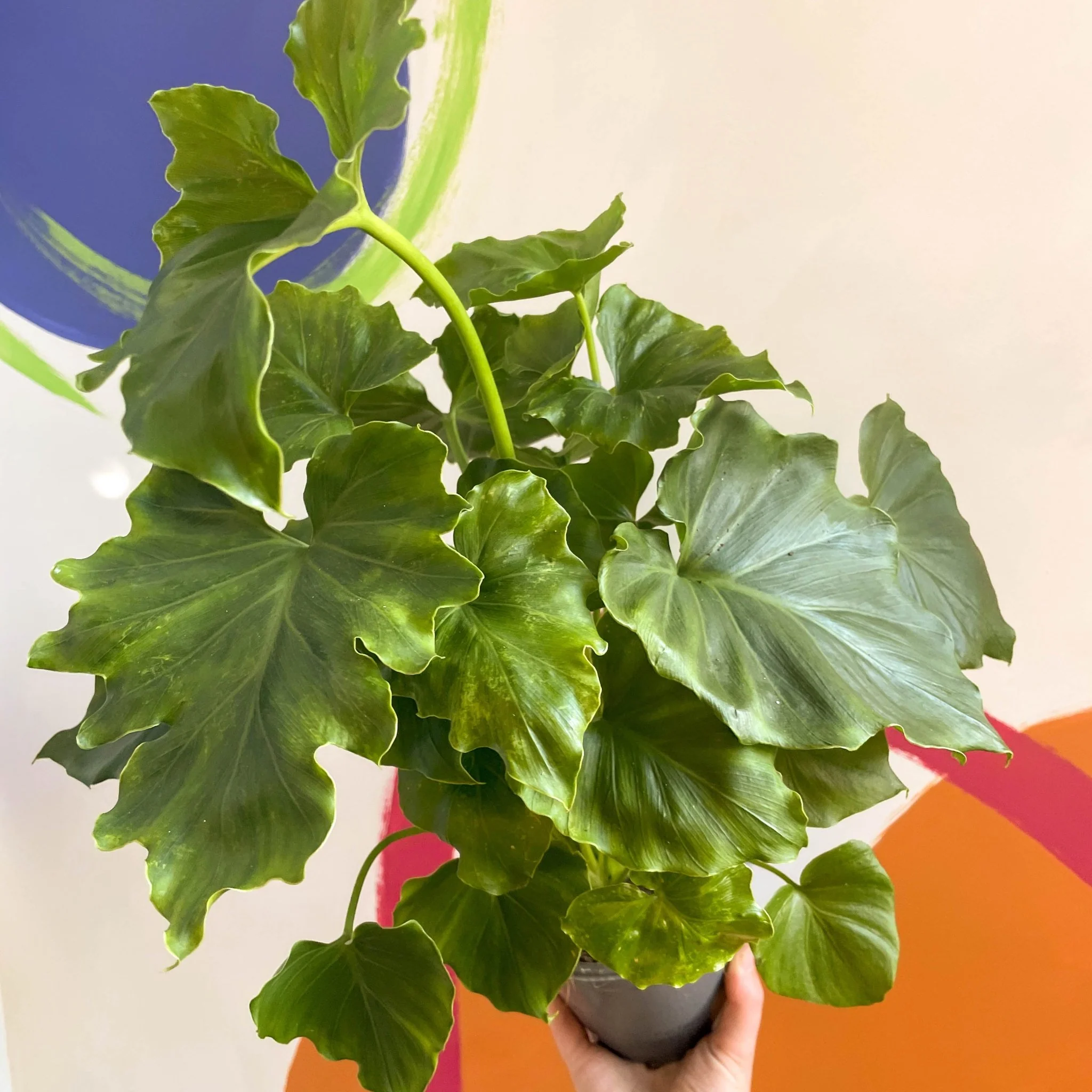 Philodendron 'Shangri La' - Image 4