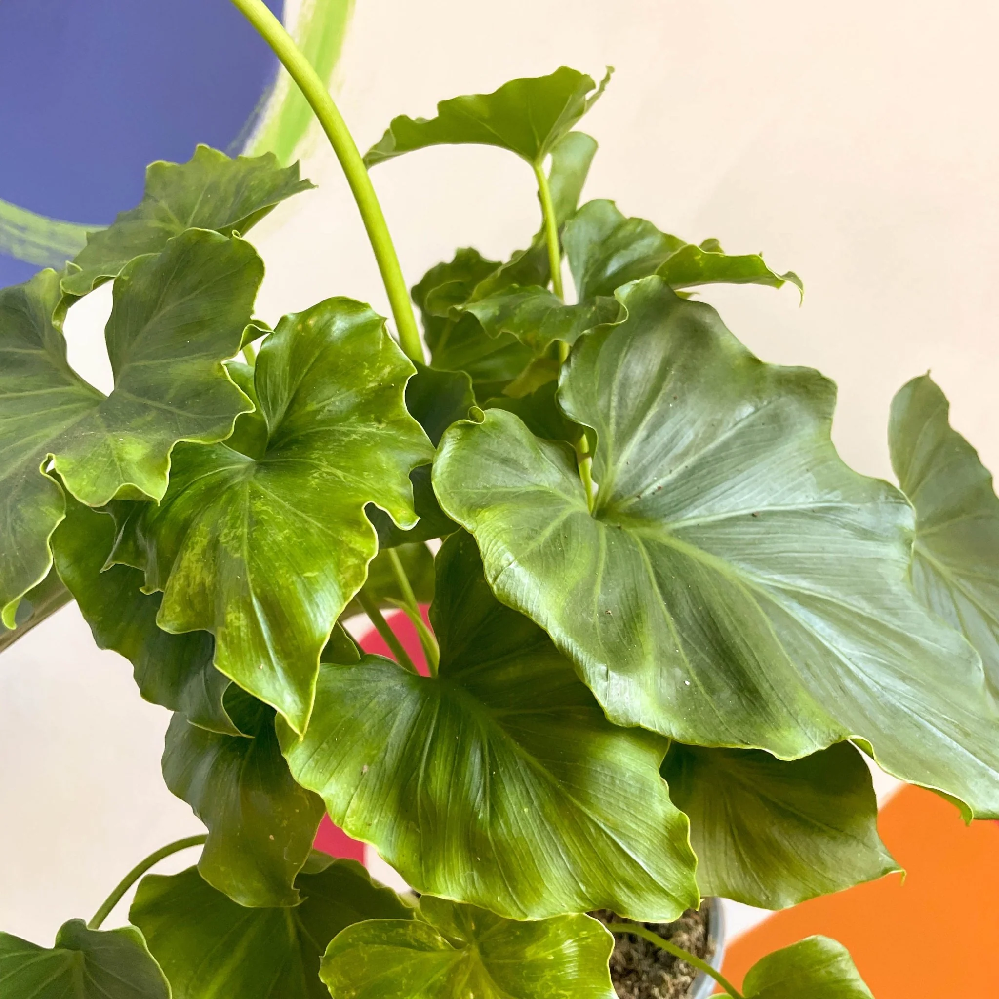 Philodendron 'Shangri La' - Image 5
