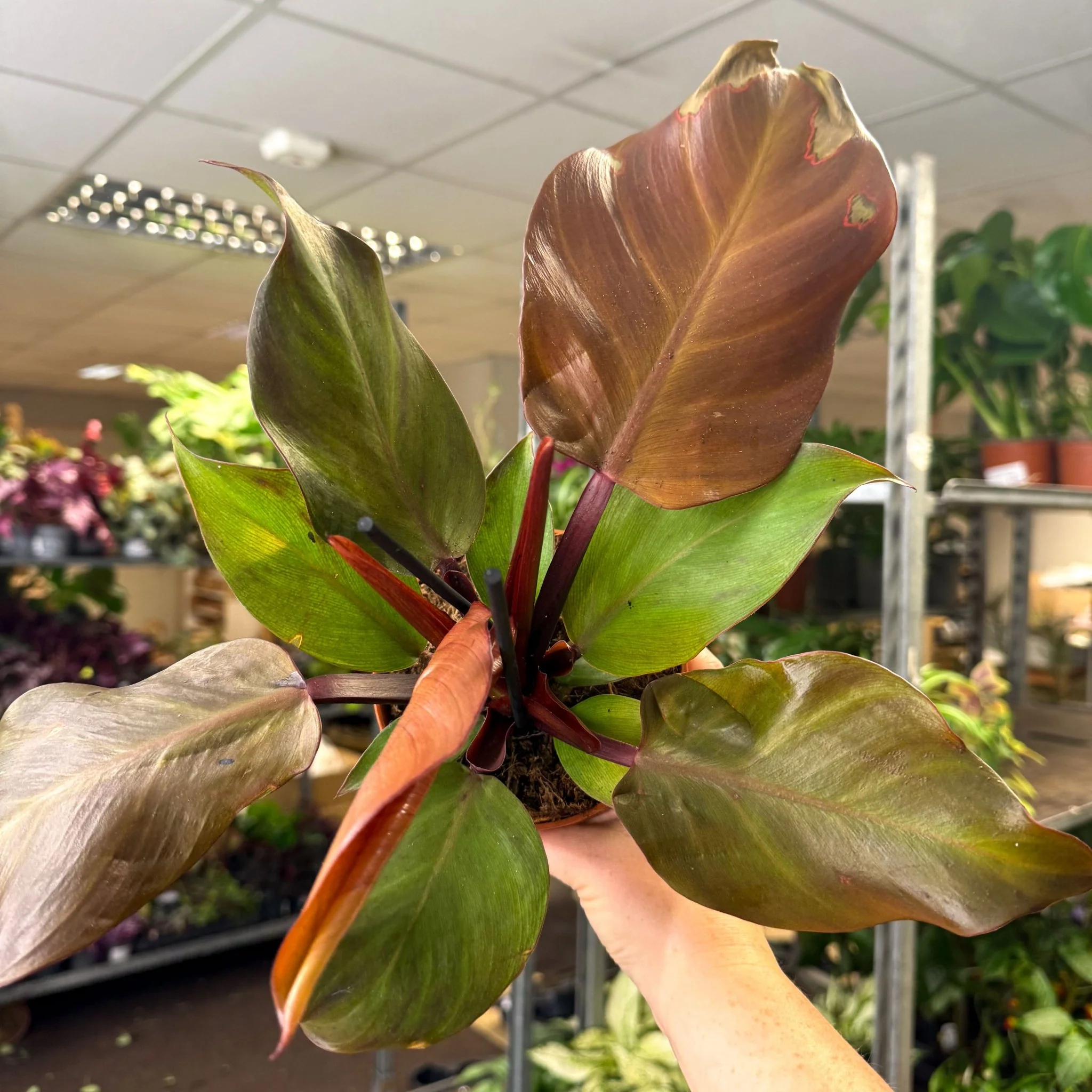 Philodendron ‘Sunlight’