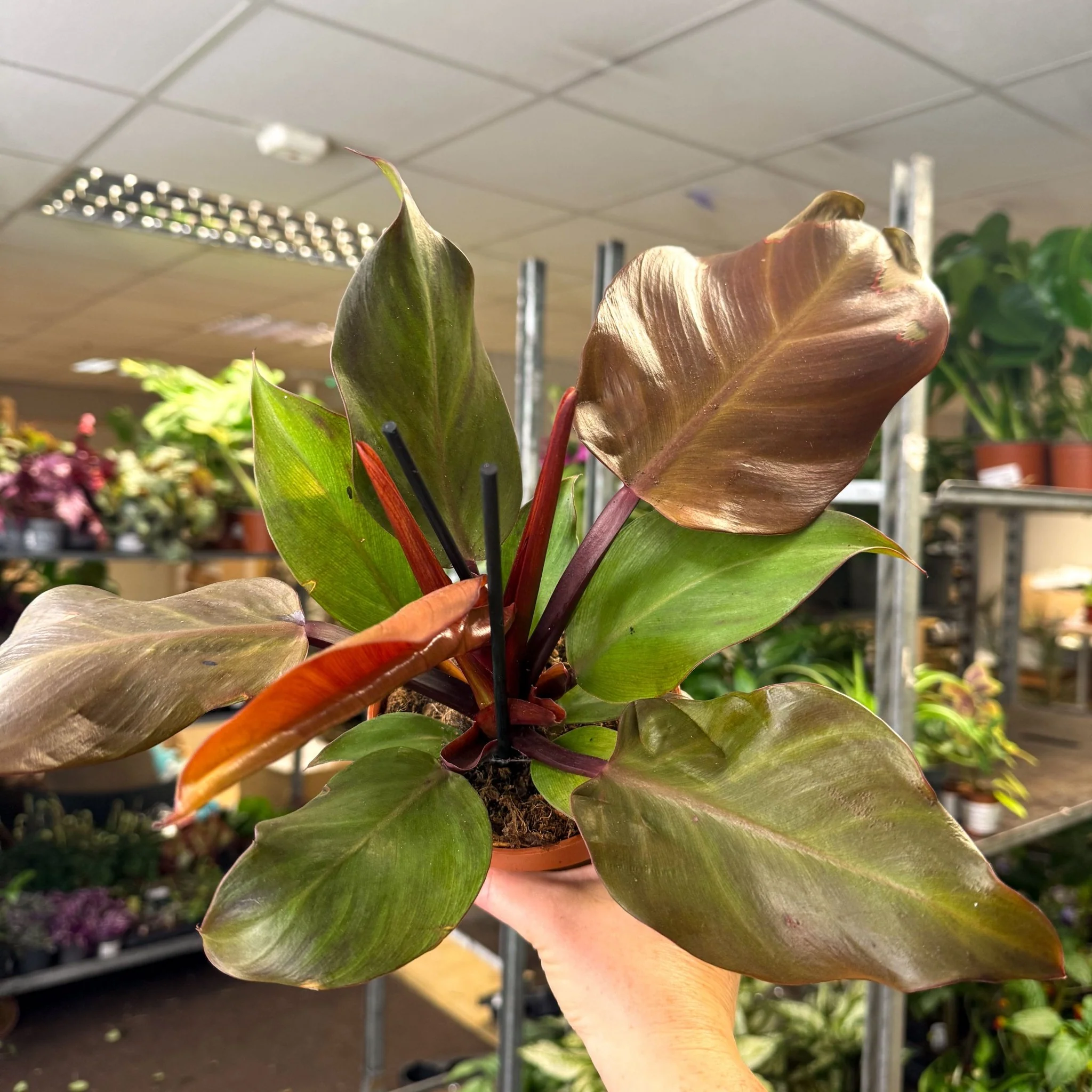 Philodendron ‘Sunlight’ - Image 2