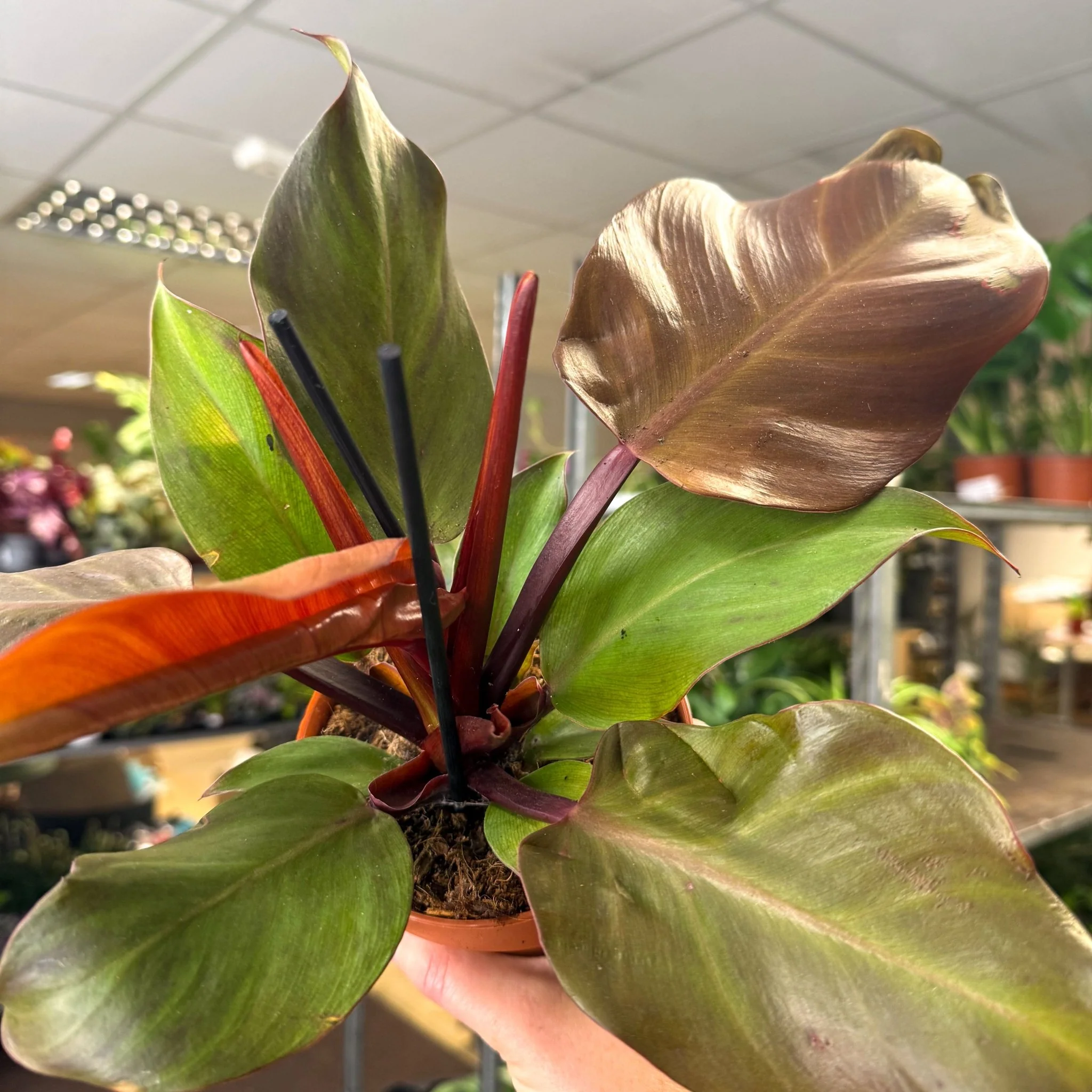 Philodendron ‘Sunlight’ - Image 3