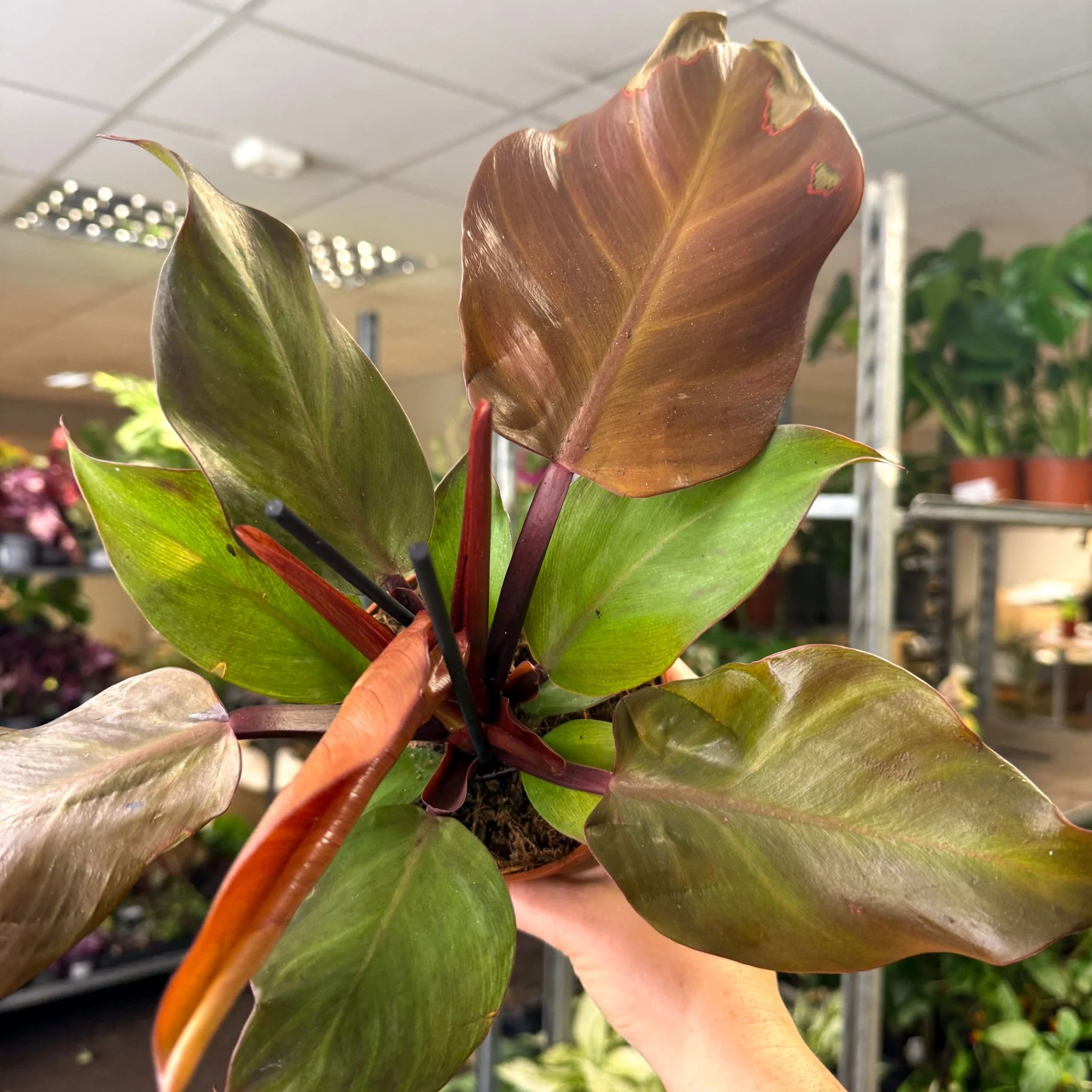 Philodendron ‘Sunlight’ - Image 4