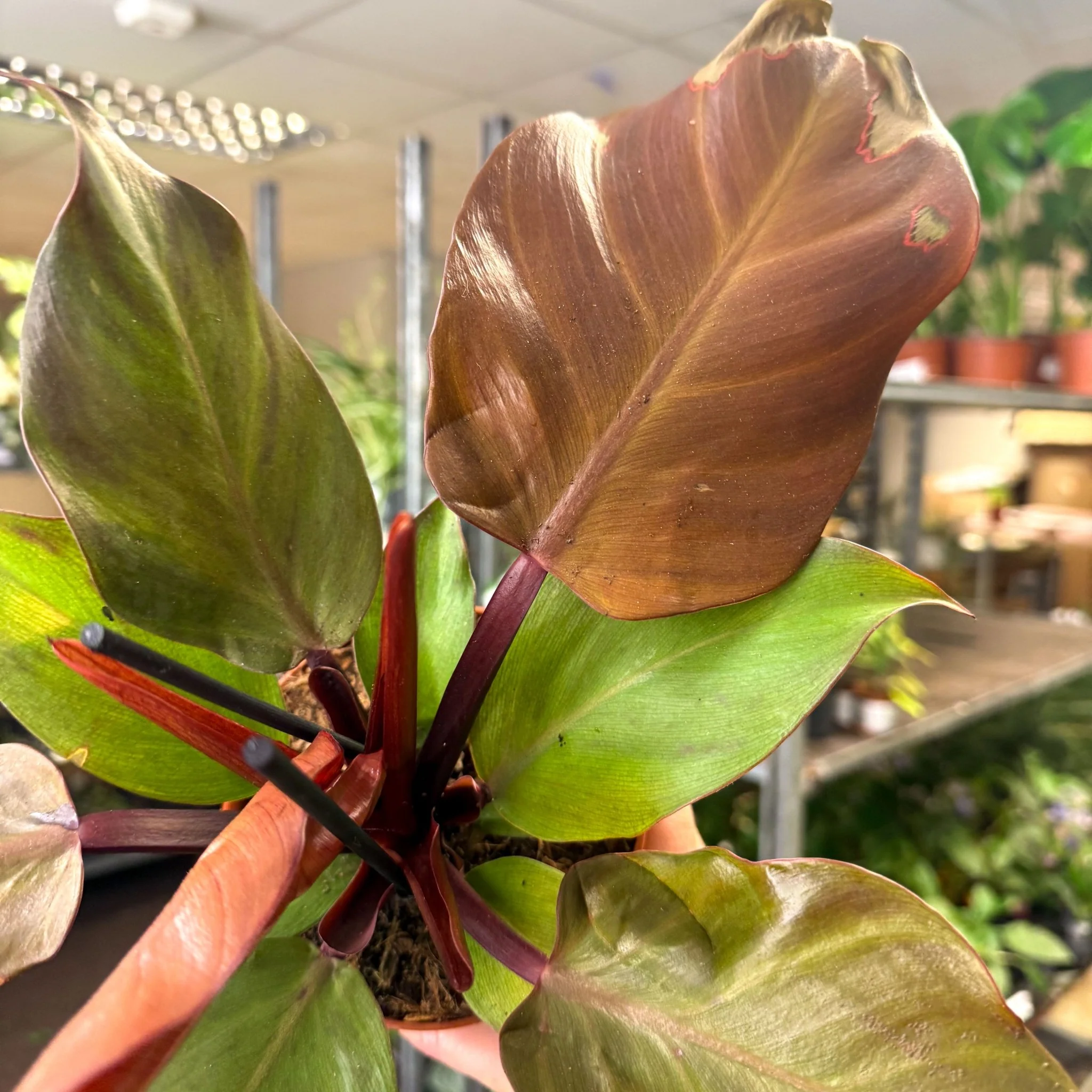 Philodendron ‘Sunlight’ - Image 5