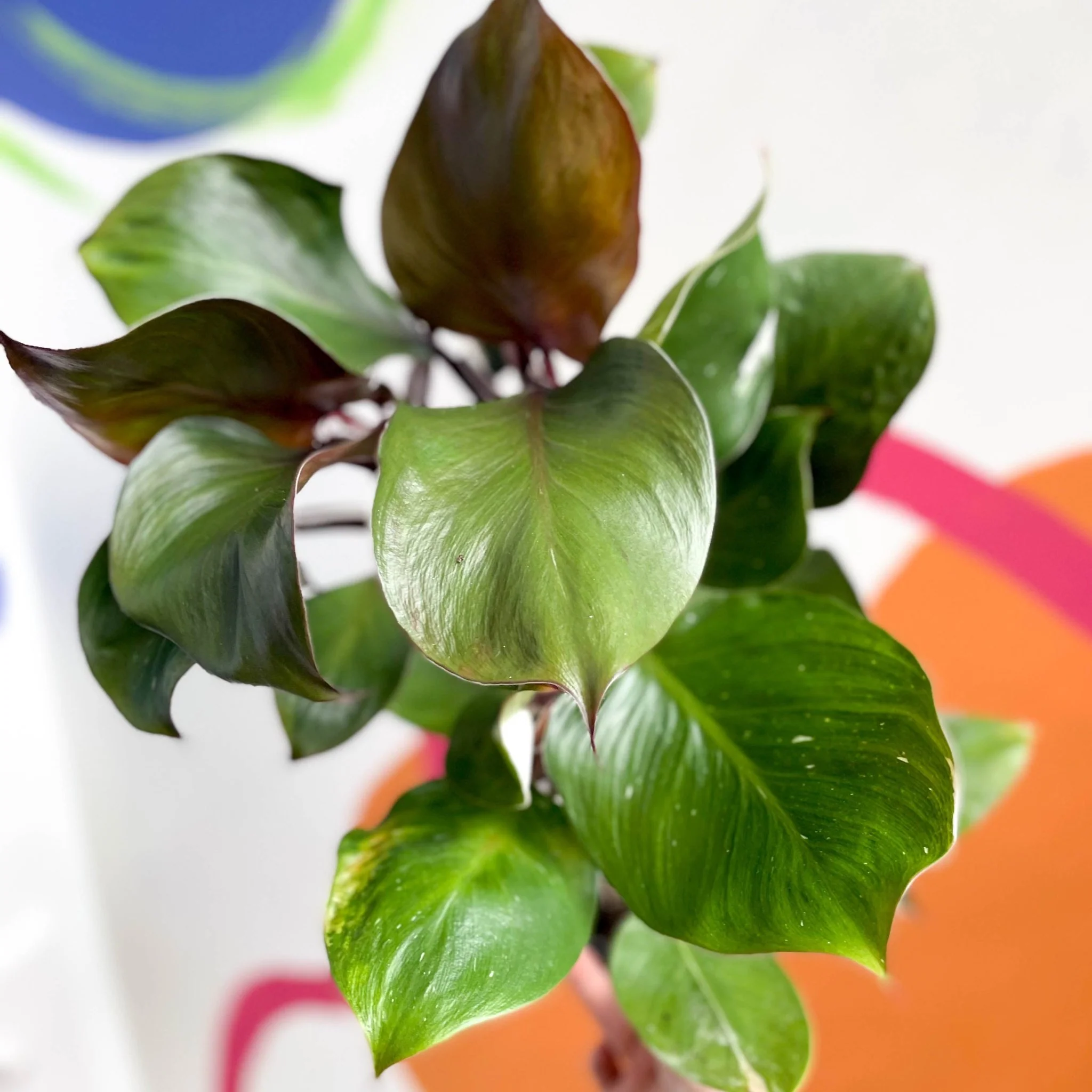 Philodendron 'White Knight'