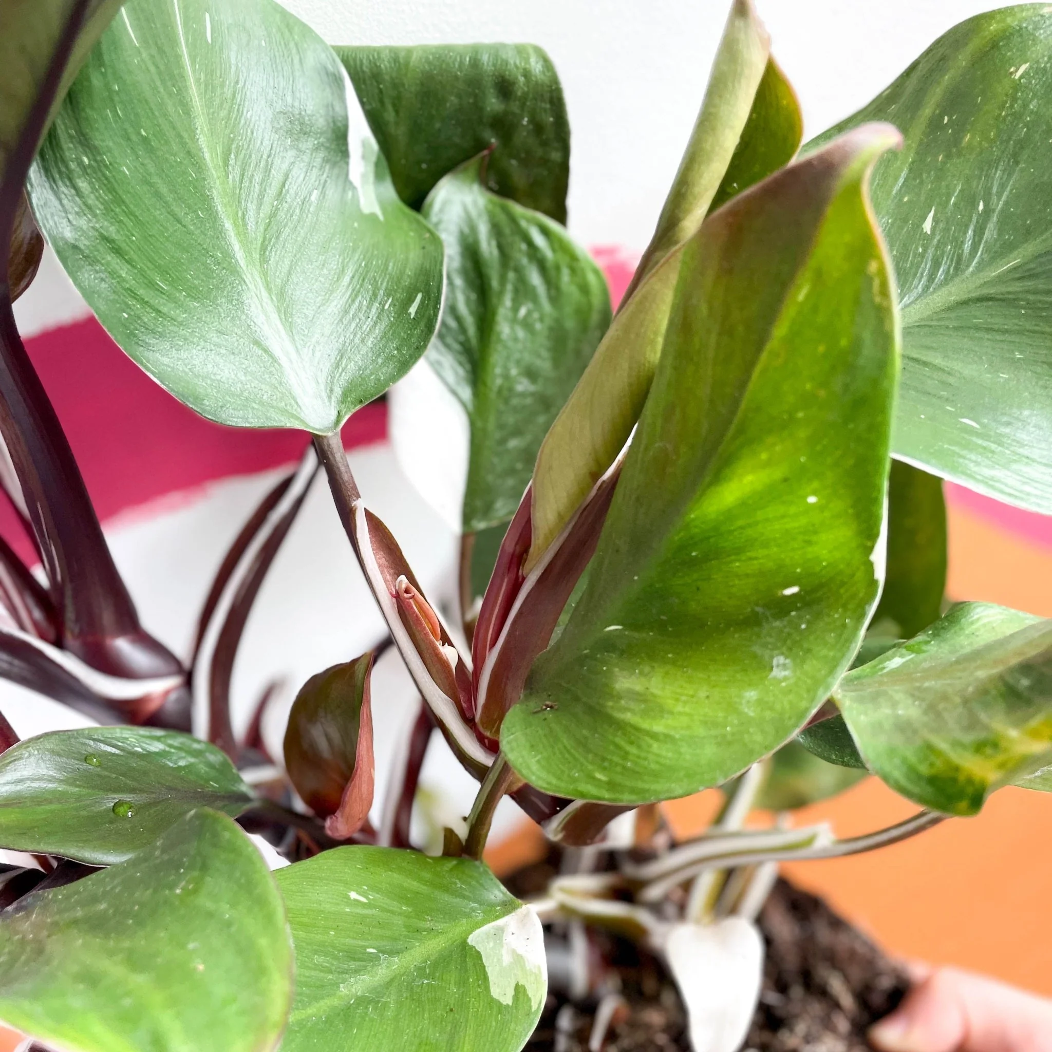 Philodendron 'White Knight' - Image 2