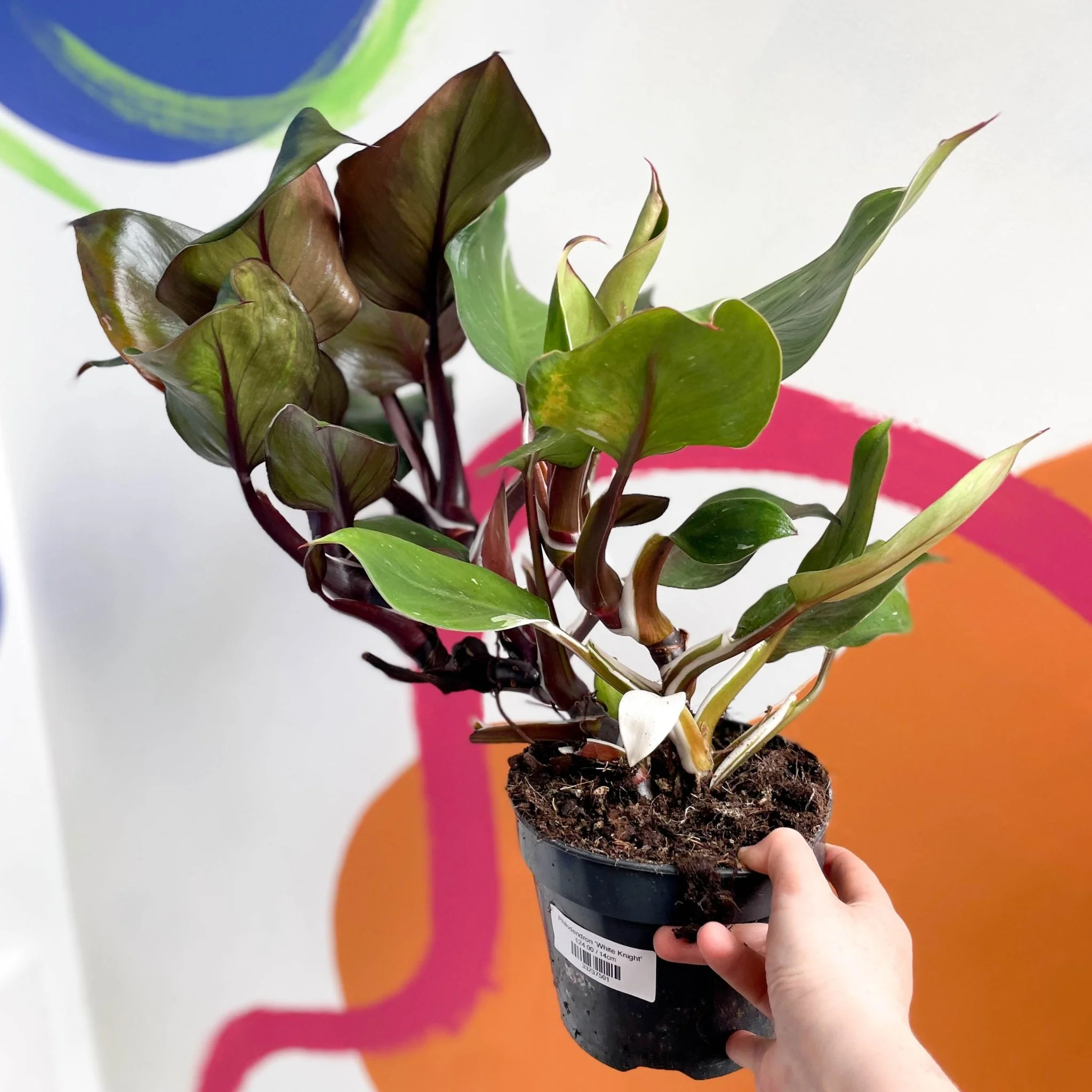 Philodendron 'White Knight' - Image 3