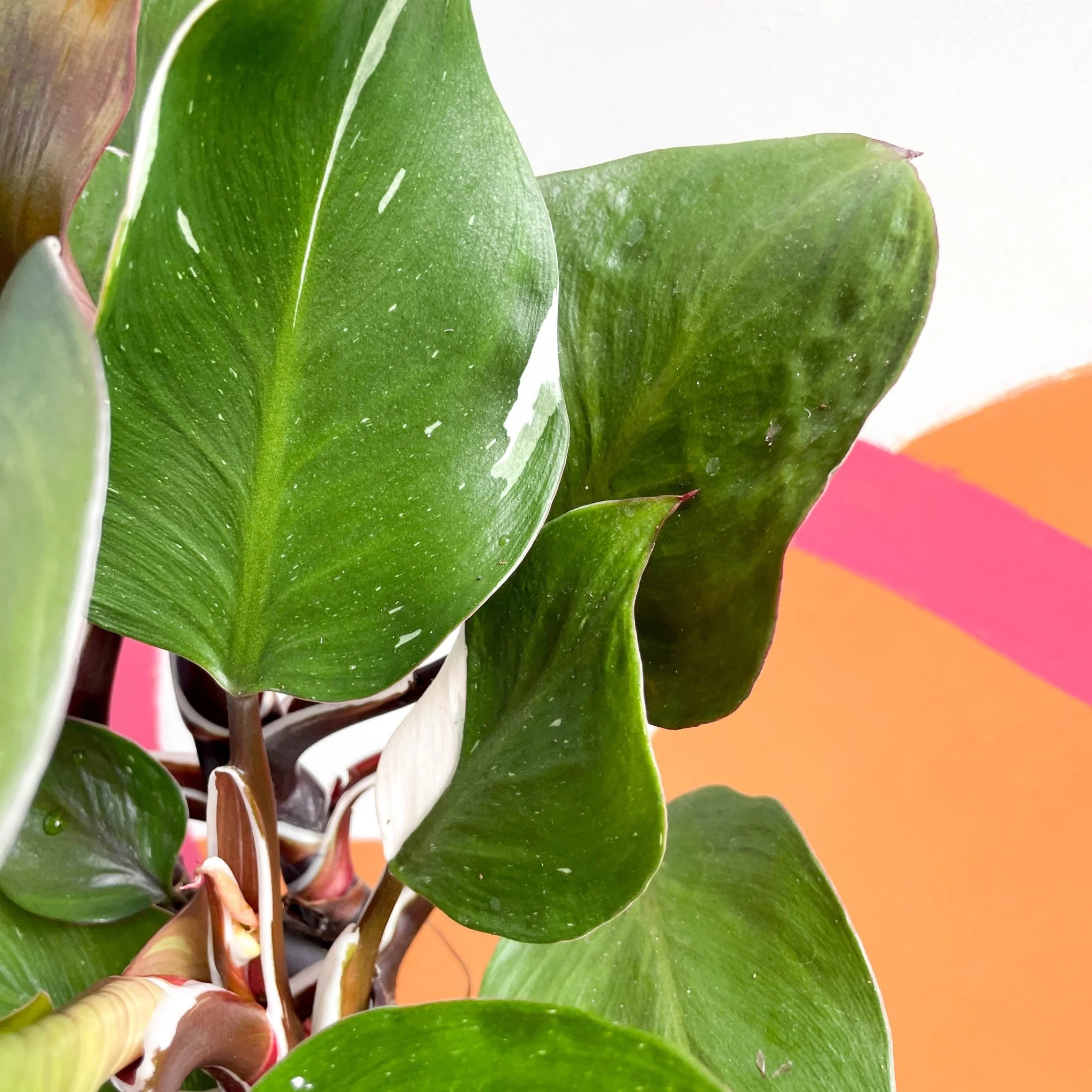 Philodendron 'White Knight' - Image 4