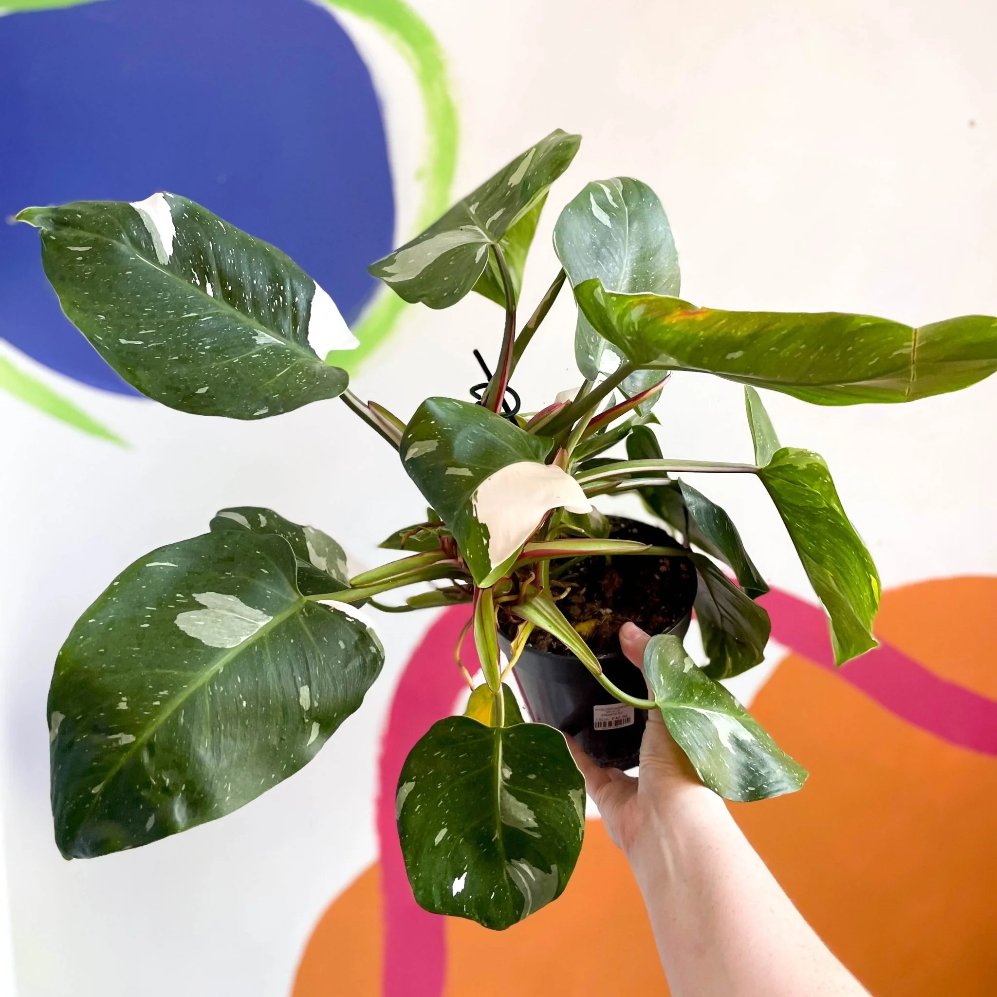 Philodendron 'White Princess'