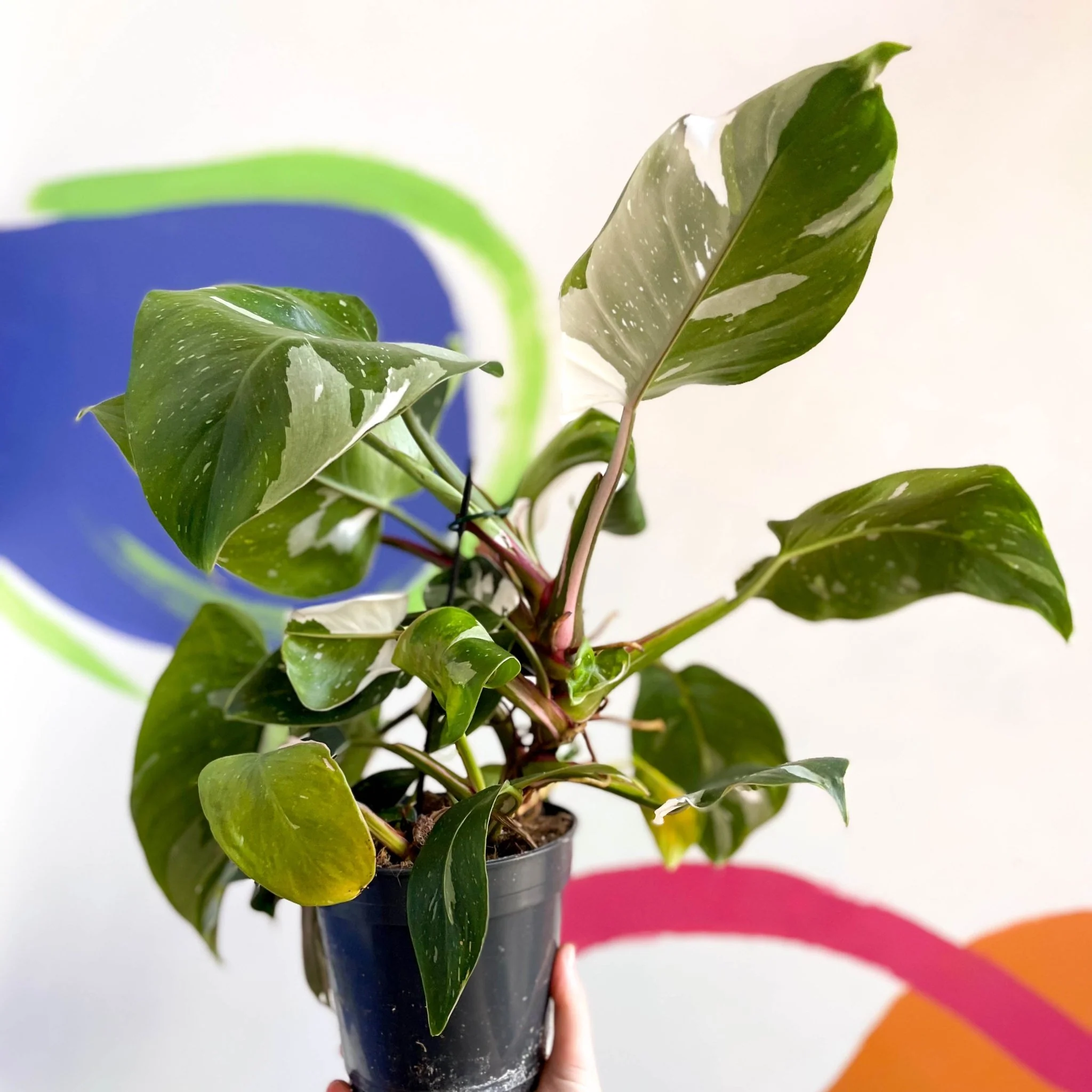 Philodendron 'White Princess' - Image 4