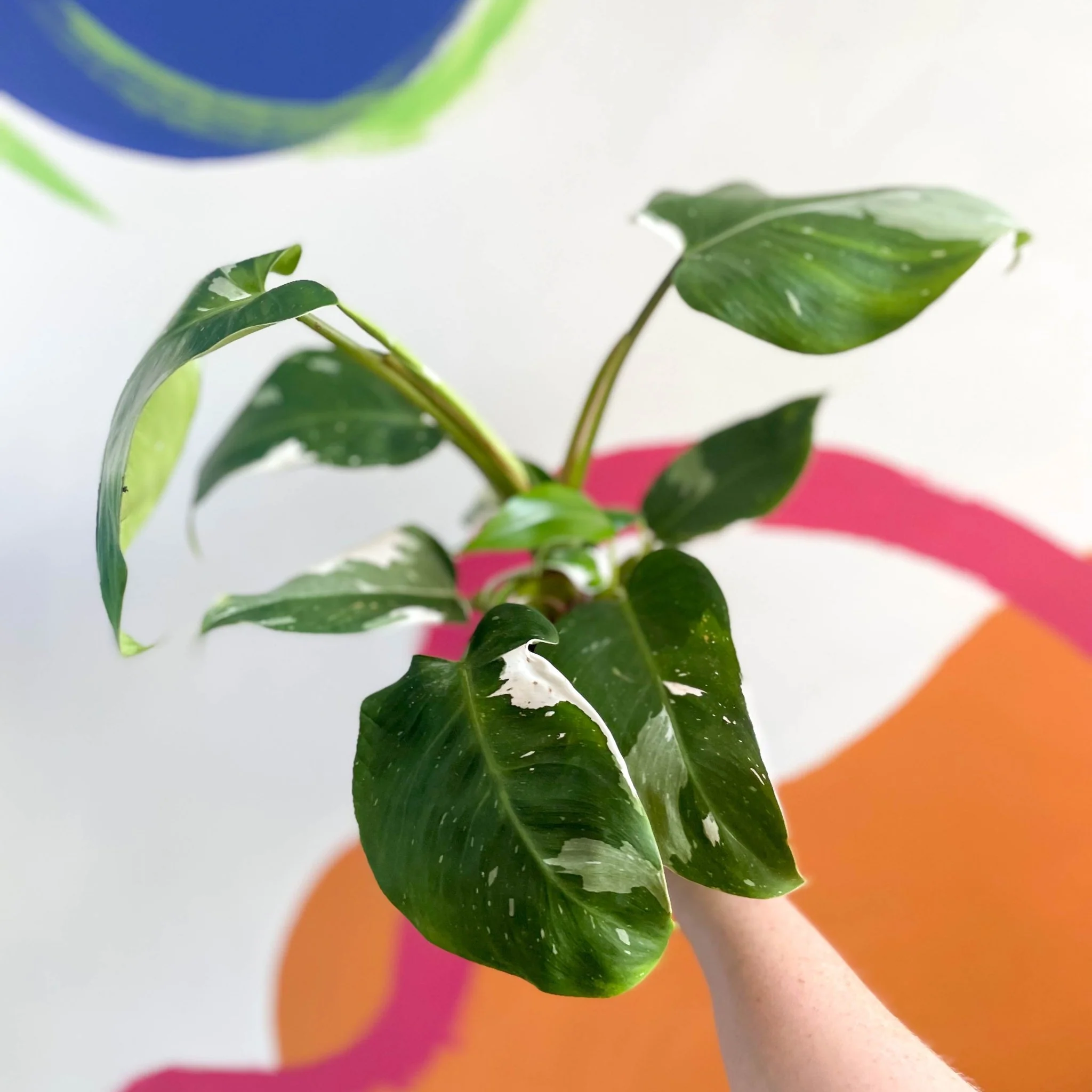 Philodendron 'White Princess' - Image 5