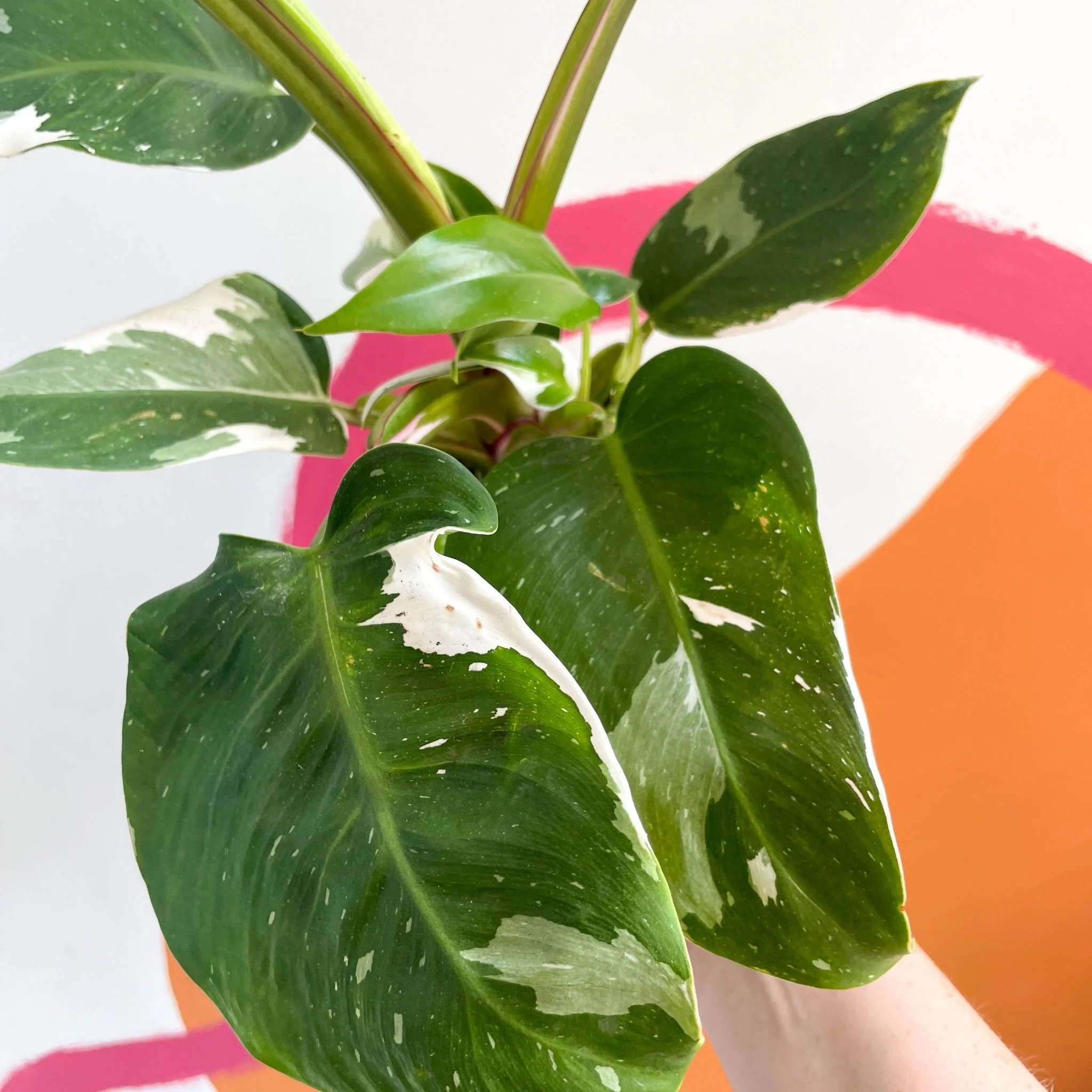 Philodendron 'White Princess' - Image 6