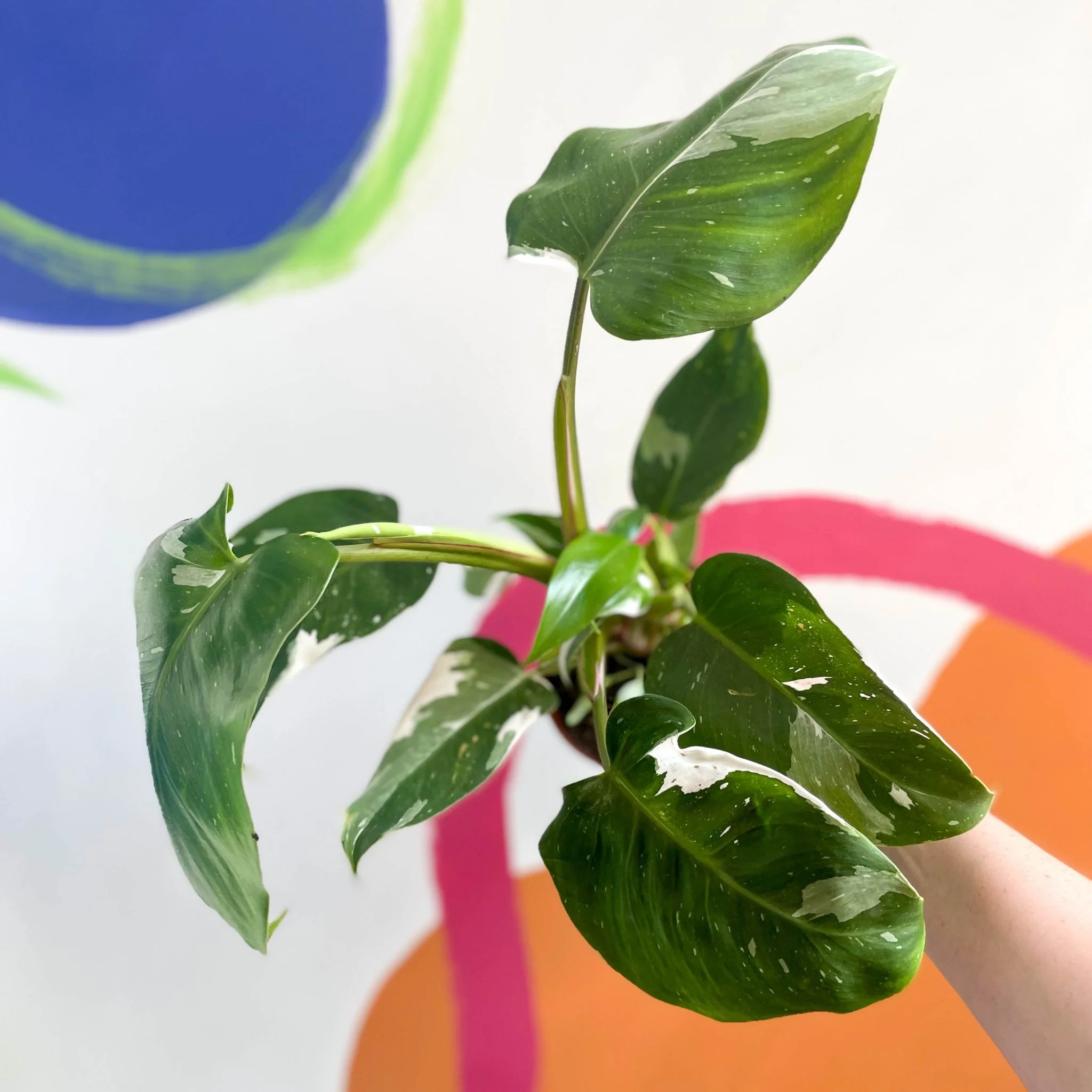 Philodendron 'White Princess' - Image 7