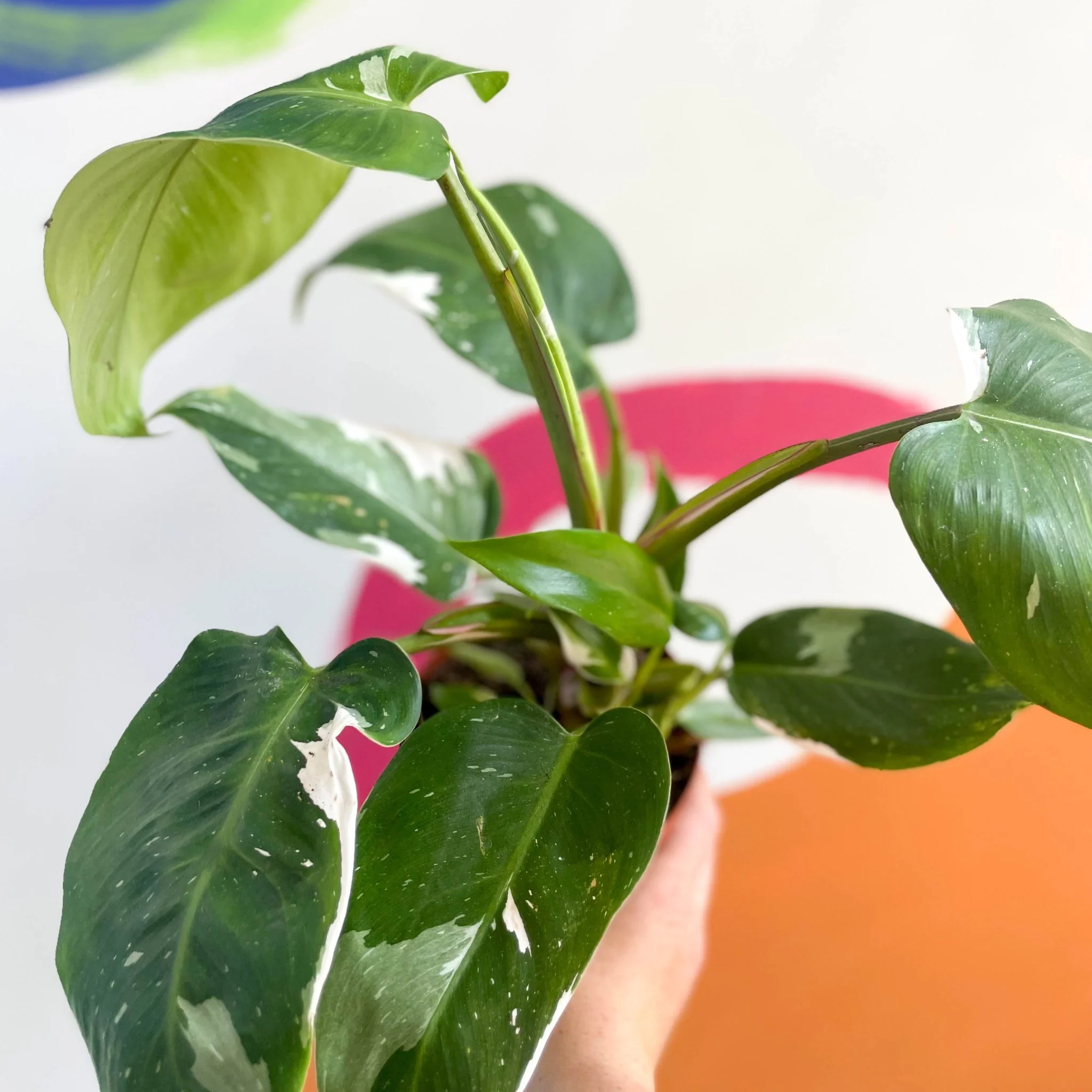 Philodendron 'White Princess' - Image 8