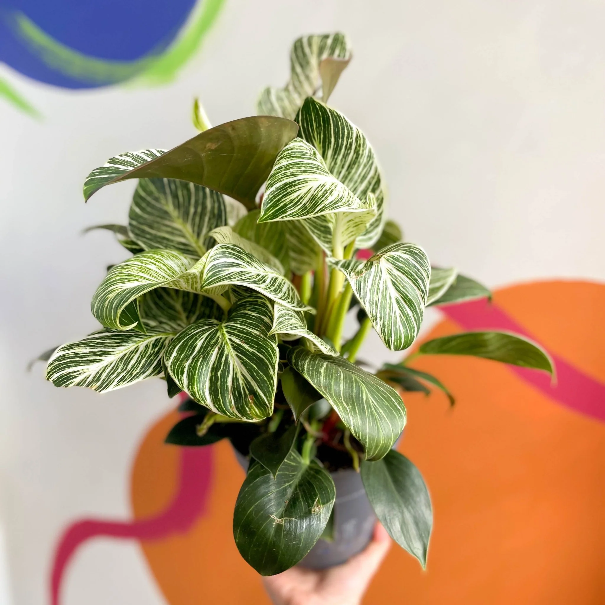 Philodendron 'White Weave'
