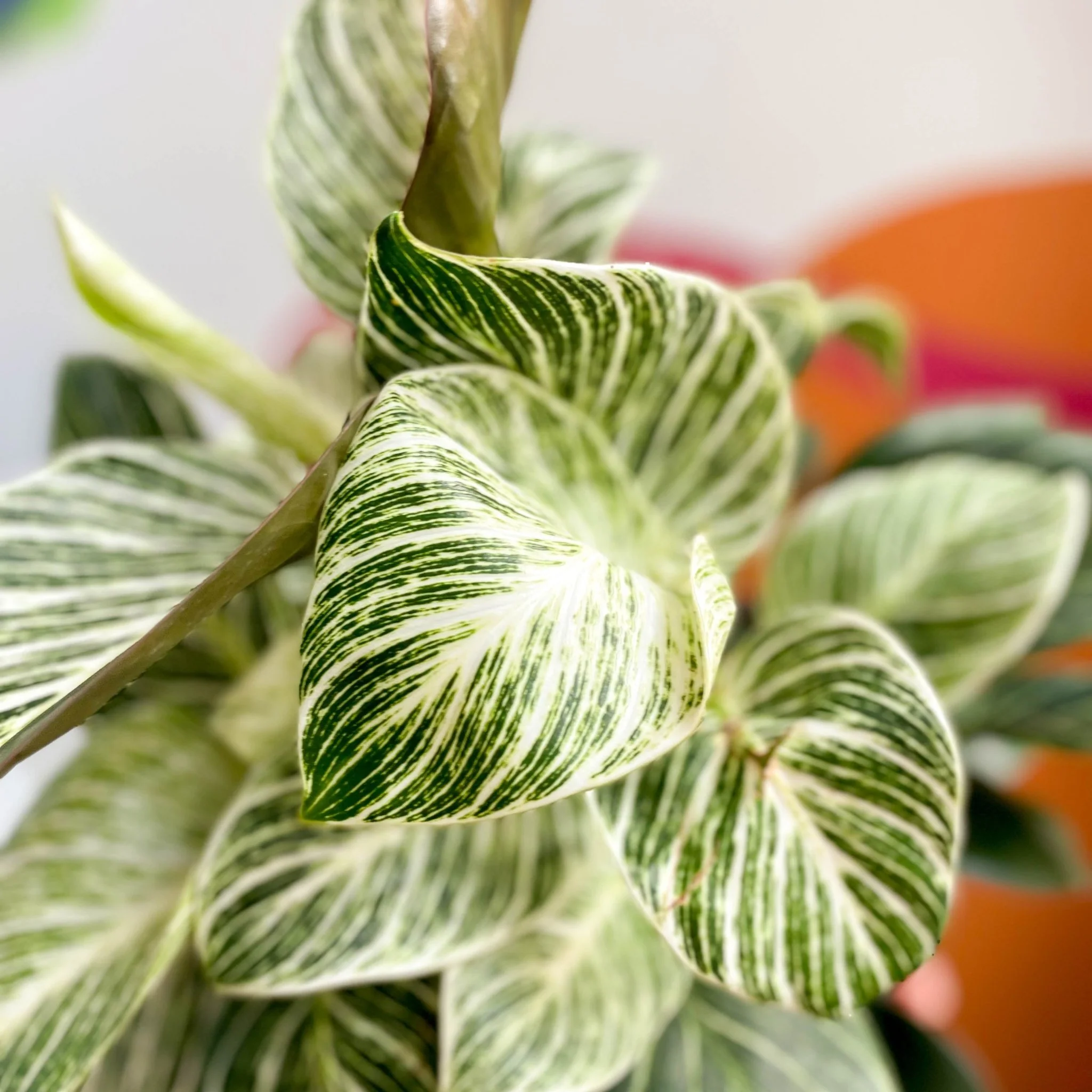 Philodendron 'White Weave' - Image 2