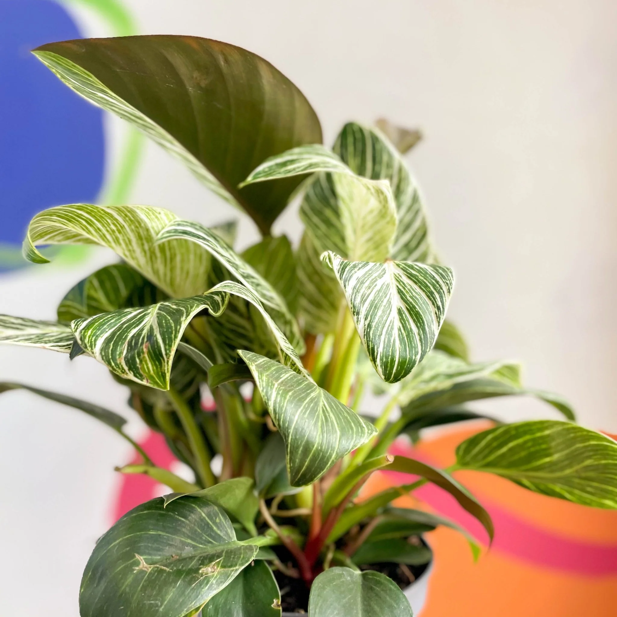 Philodendron 'White Weave' - Image 3