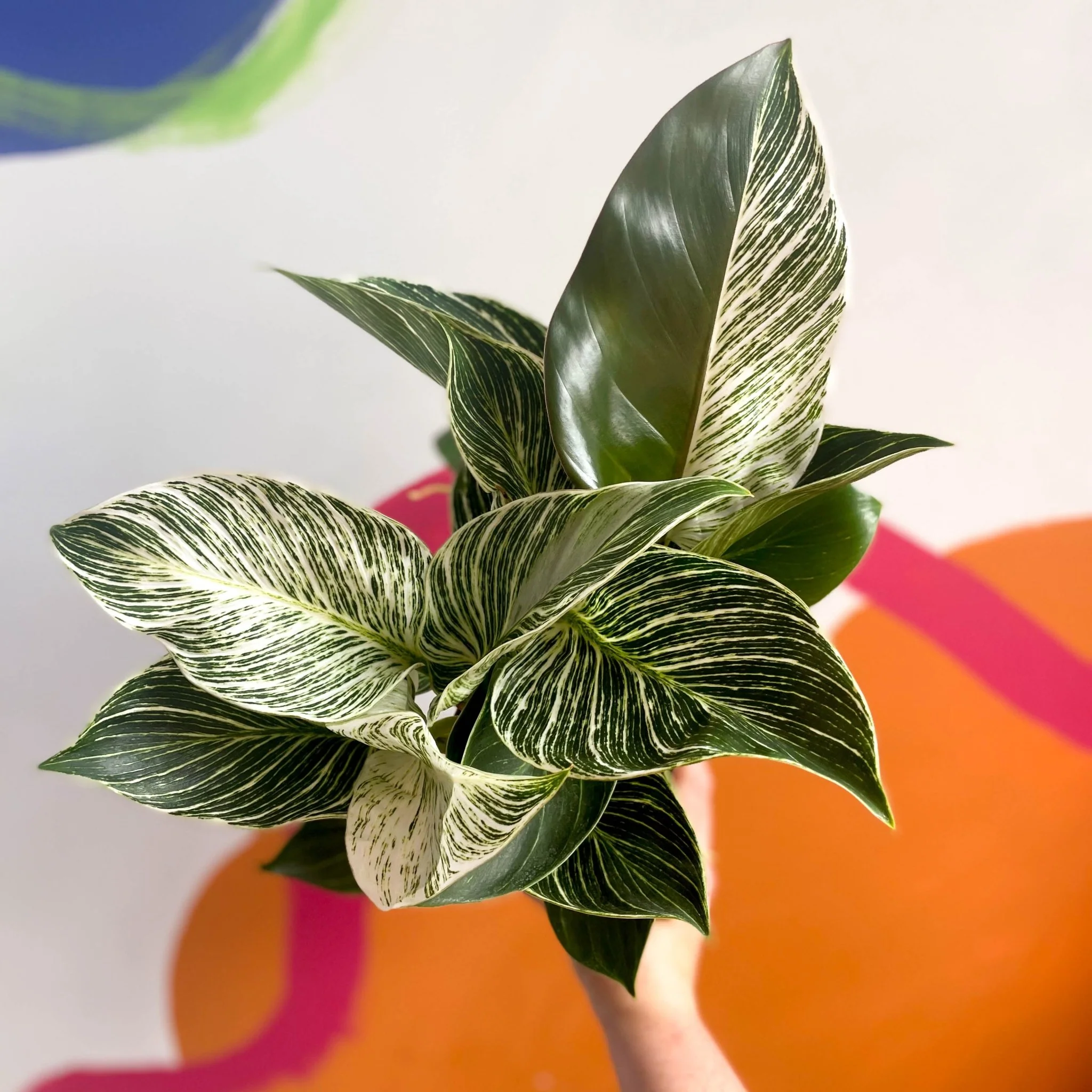 Philodendron 'White Weave' - Image 4
