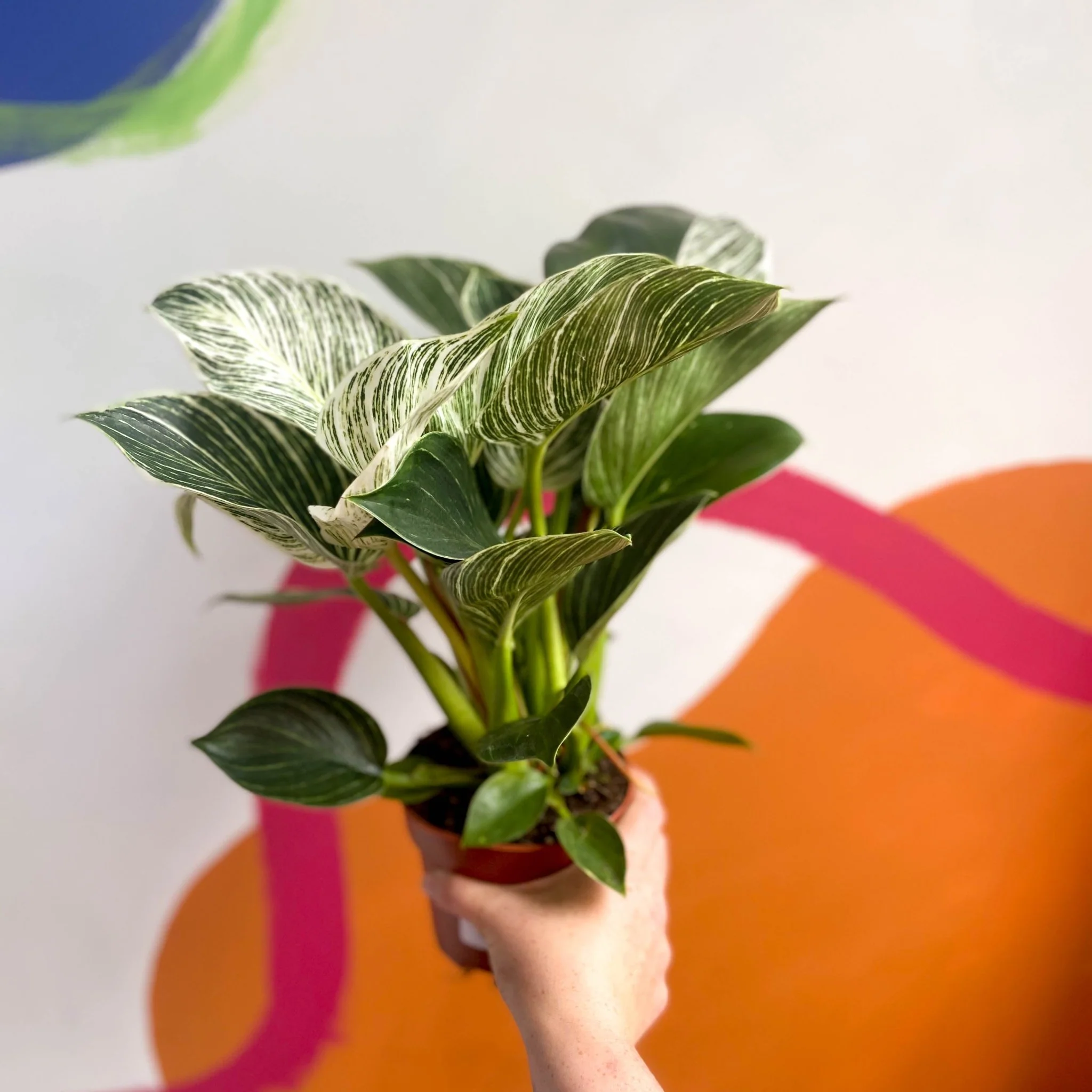 Philodendron 'White Weave' - Image 5