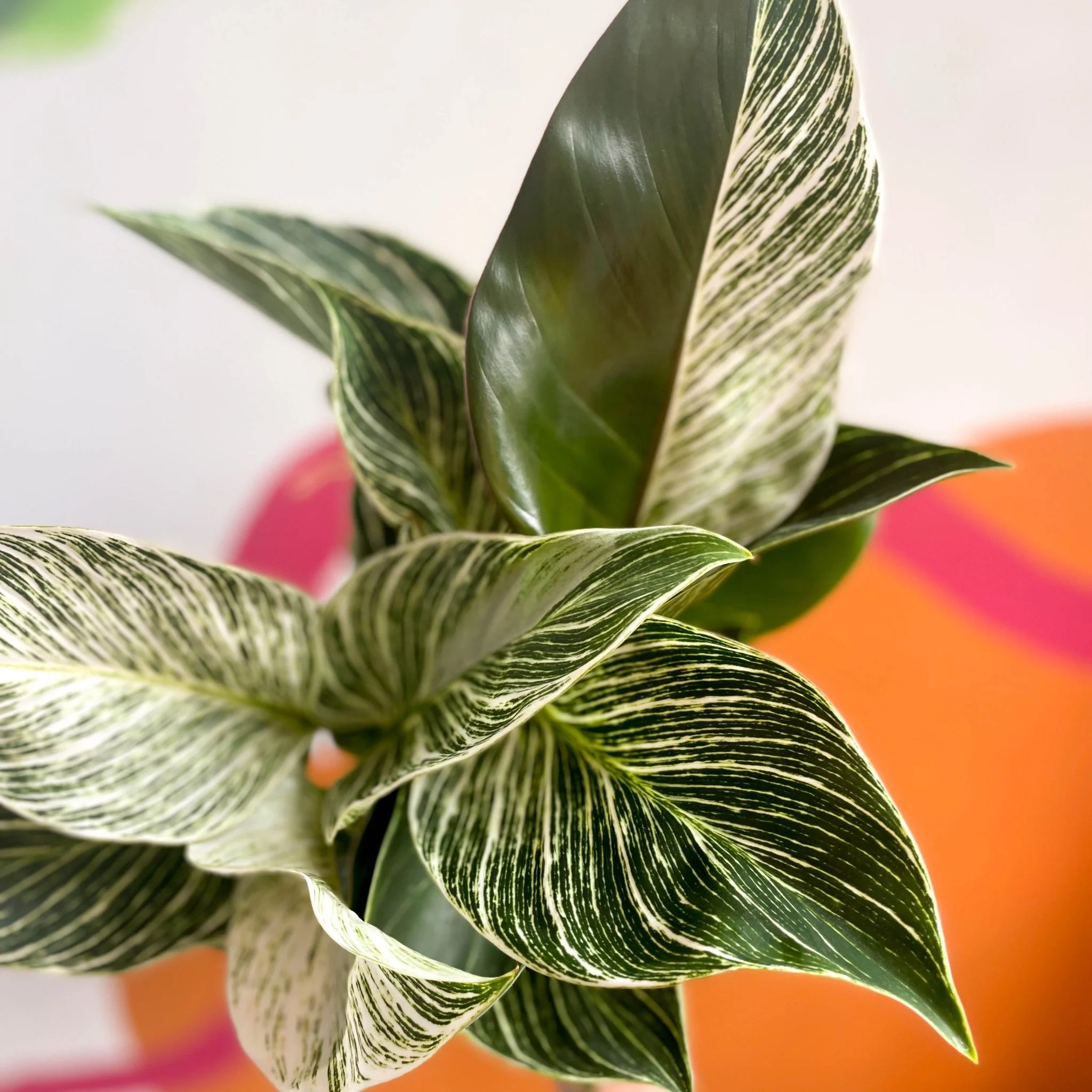 Philodendron 'White Weave' - Image 6