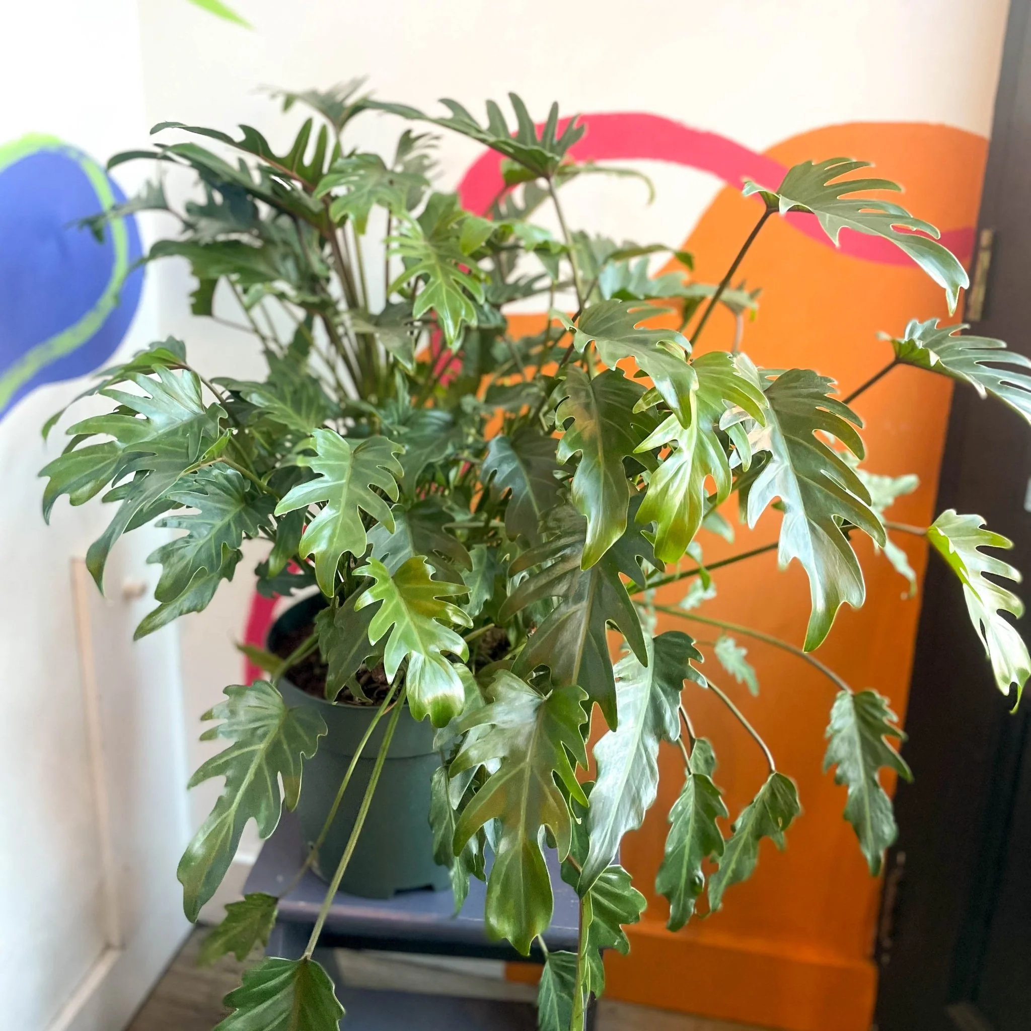 Philodendron xanadu - Image 2