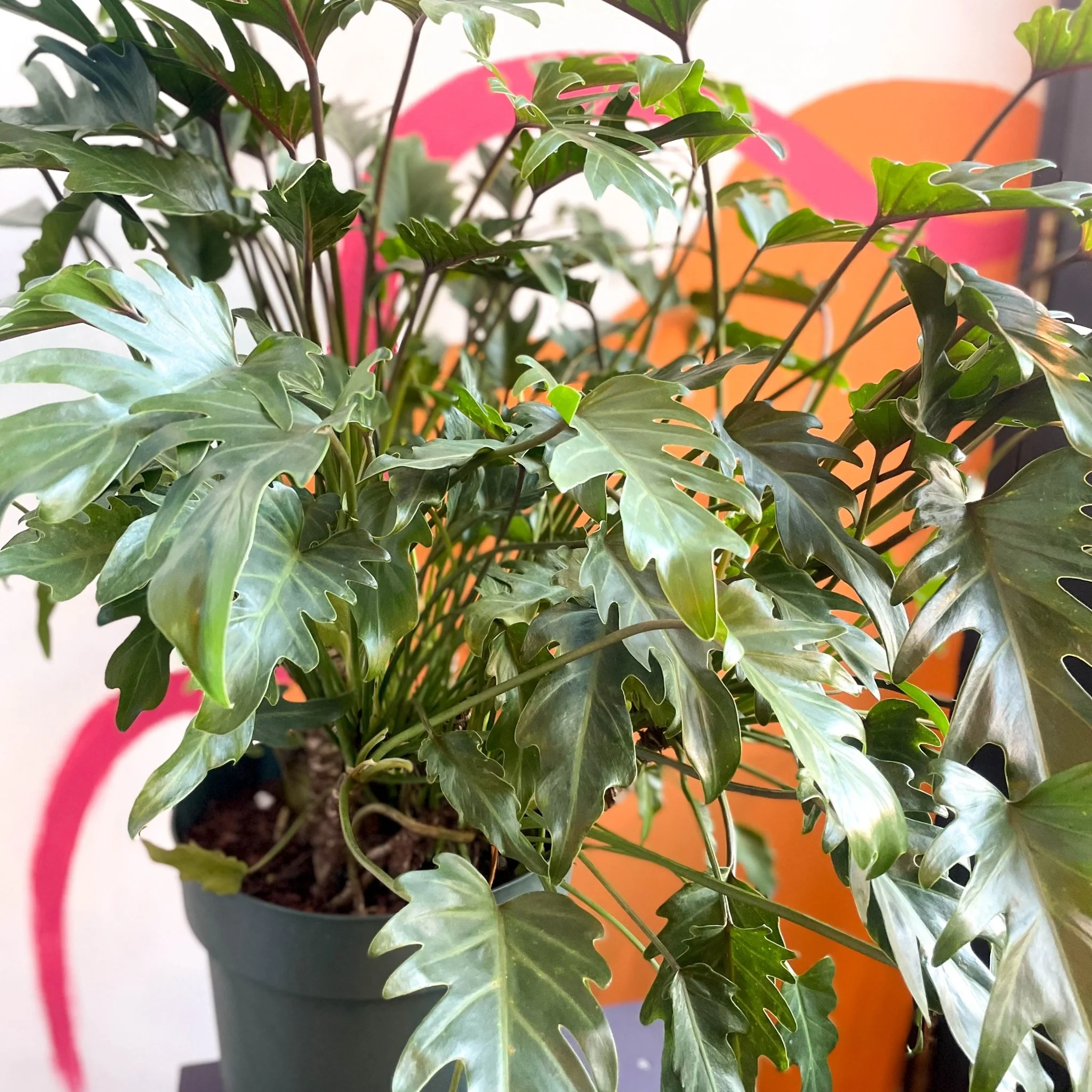 Philodendron xanadu - Image 6