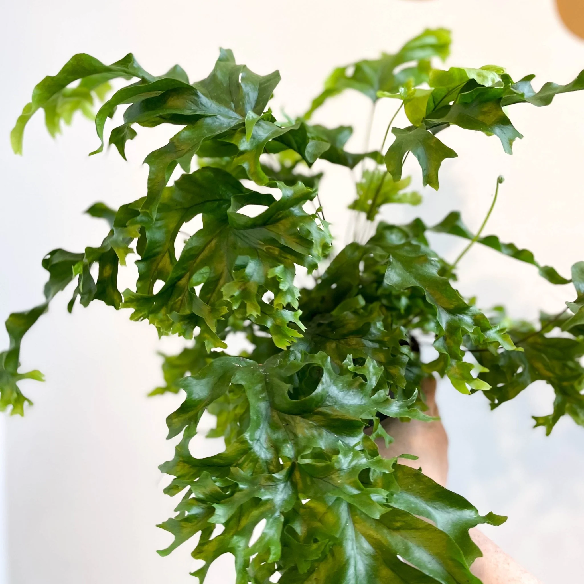 Phlebosia ‘Nicolas Diamond’ - Nicolas Diamond Fern