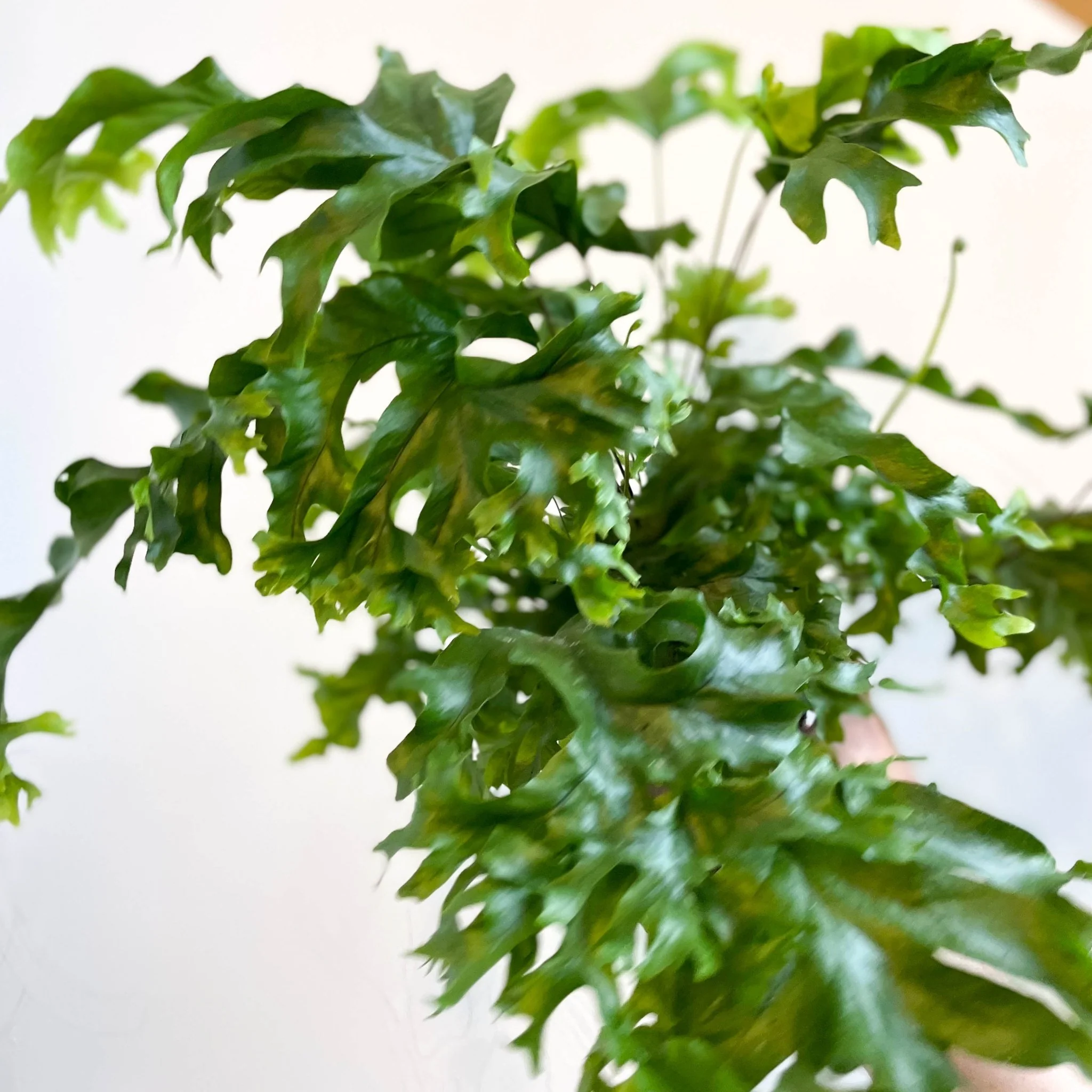 Phlebosia ‘Nicolas Diamond’ - Nicolas Diamond Fern - Image 10