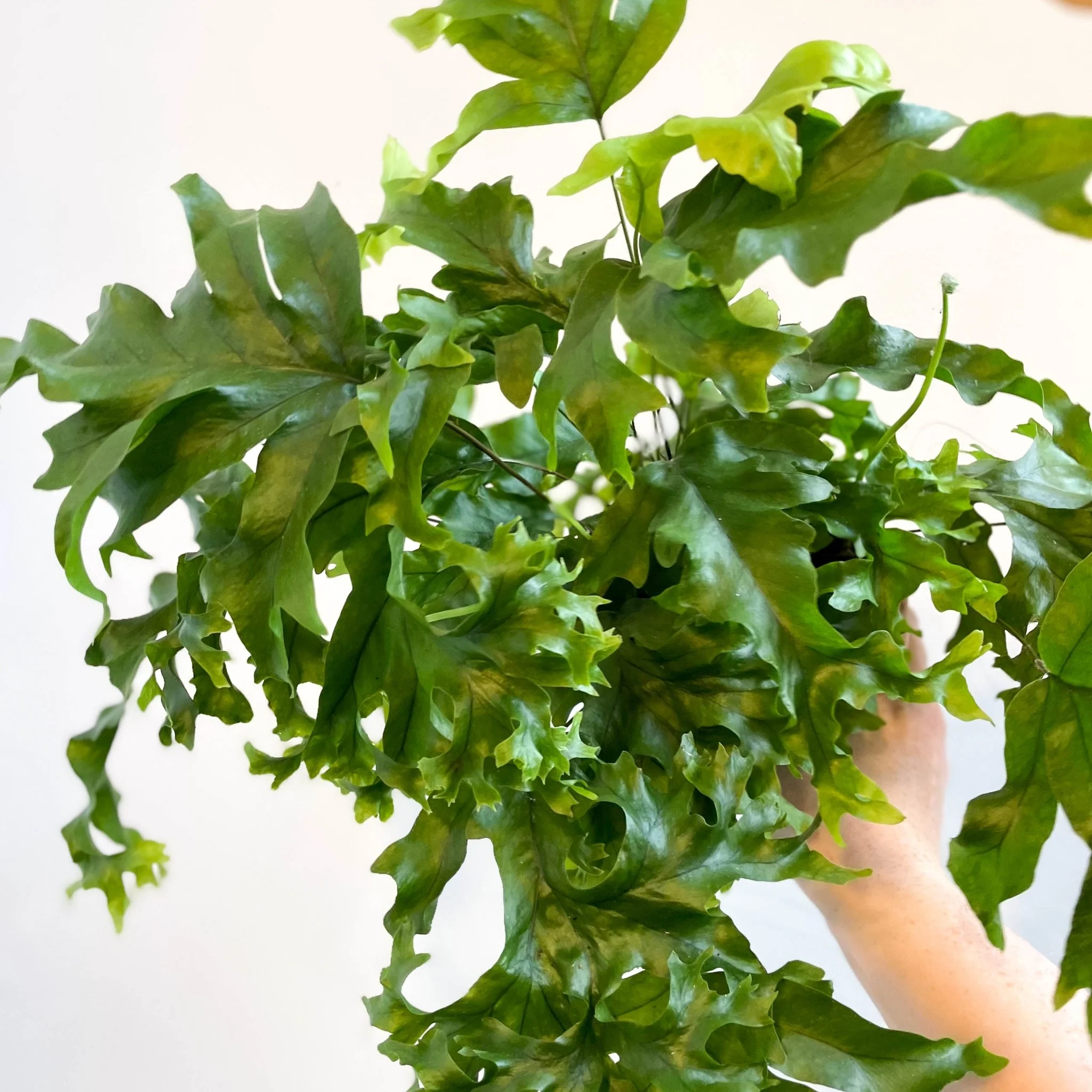 Phlebosia ‘Nicolas Diamond’ - Nicolas Diamond Fern - Image 11