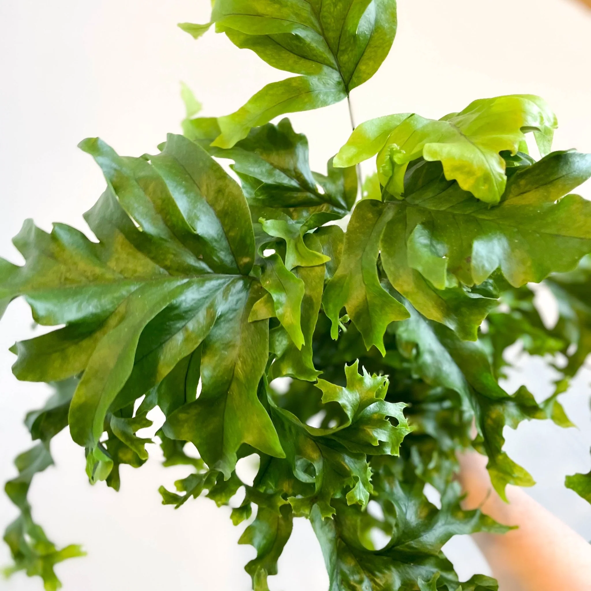 Phlebosia ‘Nicolas Diamond’ - Nicolas Diamond Fern - Image 12
