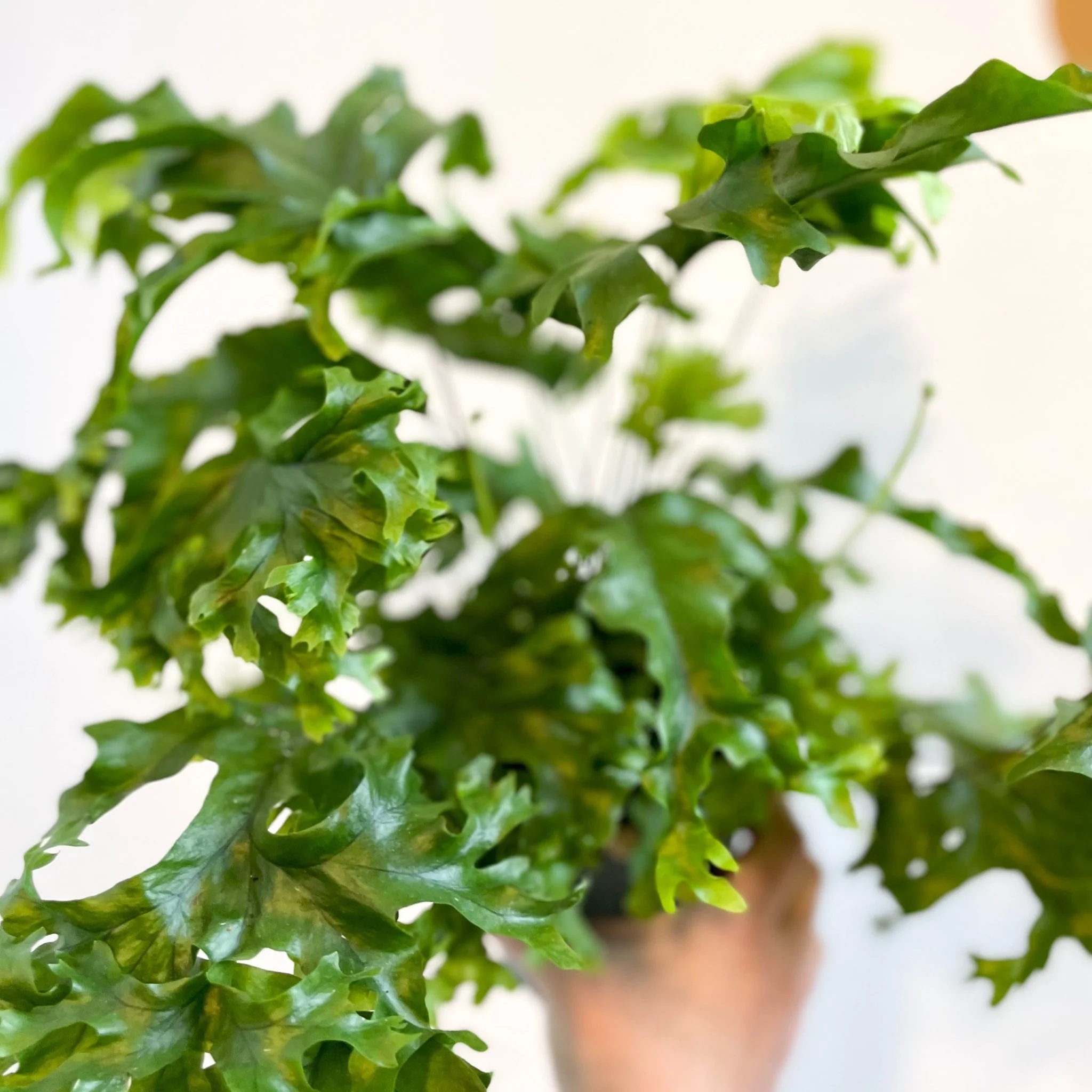 Phlebosia ‘Nicolas Diamond’ - Nicolas Diamond Fern - Image 13