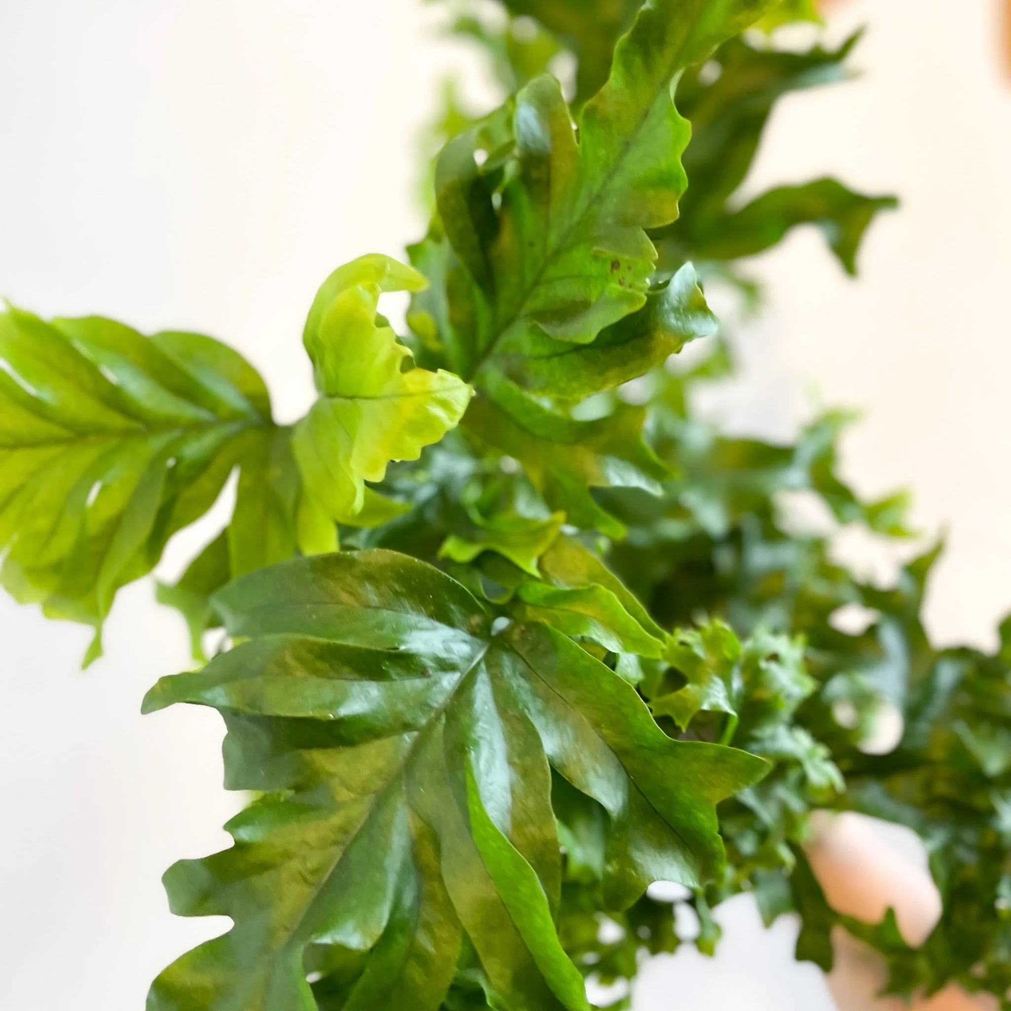 Phlebosia ‘Nicolas Diamond’ - Nicolas Diamond Fern - Image 2