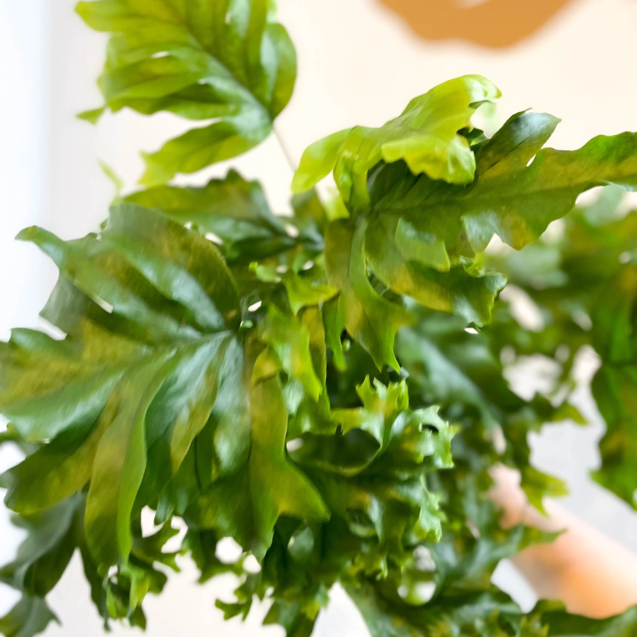 Phlebosia ‘Nicolas Diamond’ - Nicolas Diamond Fern - Image 3