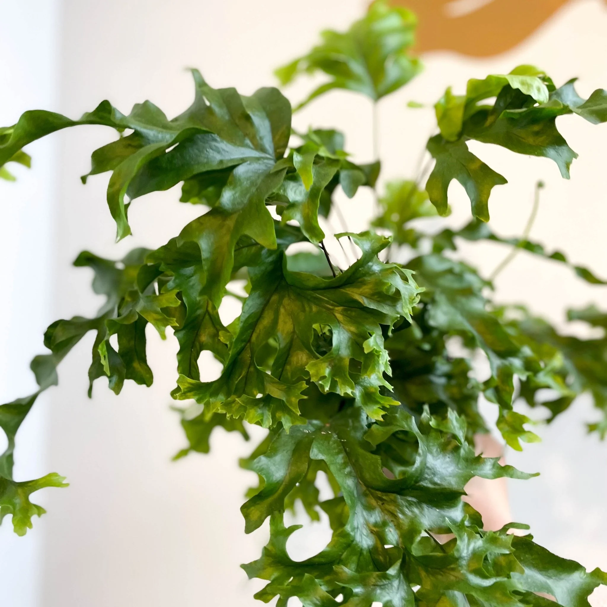 Phlebosia ‘Nicolas Diamond’ - Nicolas Diamond Fern - Image 4