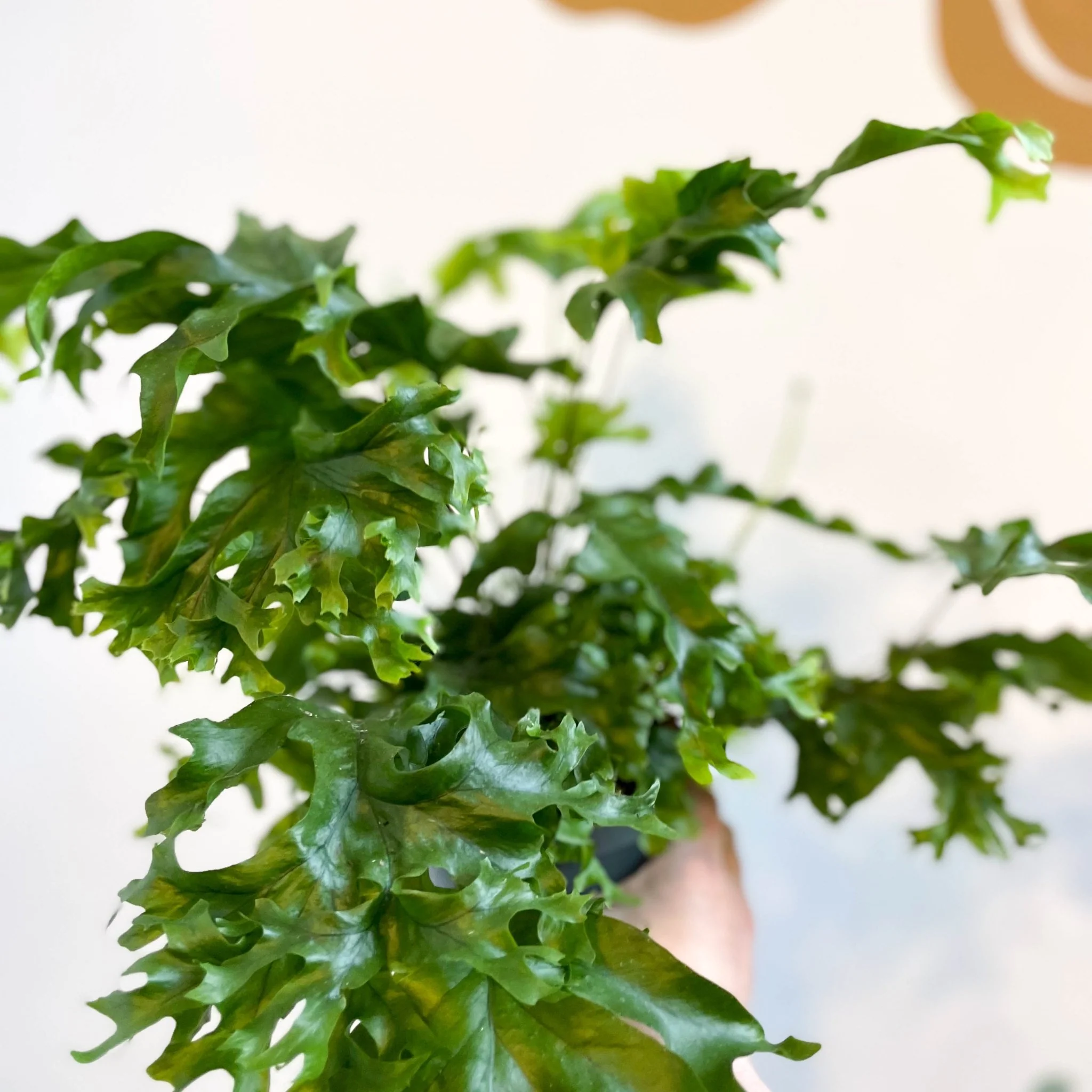 Phlebosia ‘Nicolas Diamond’ - Nicolas Diamond Fern - Image 5