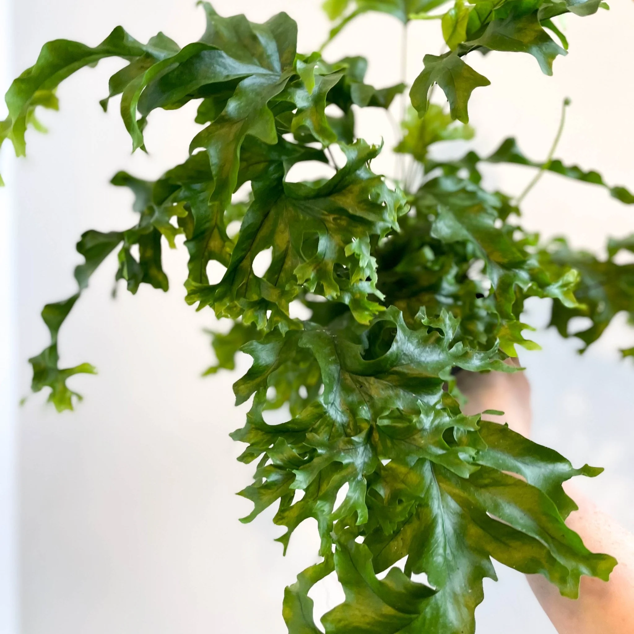 Phlebosia ‘Nicolas Diamond’ - Nicolas Diamond Fern - Image 6