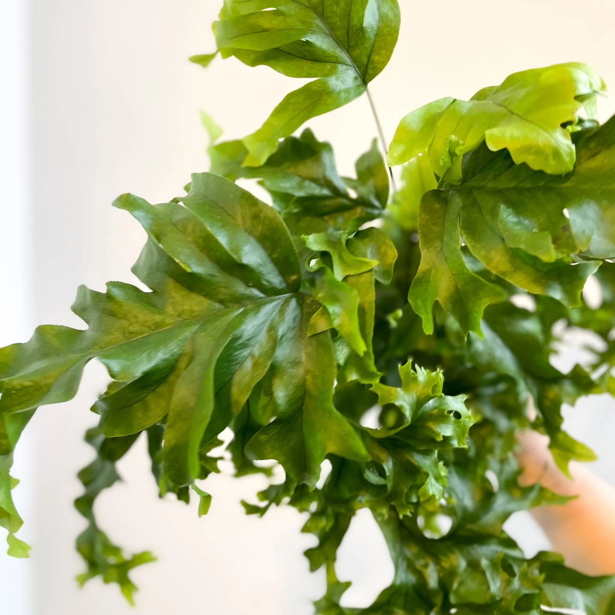 Phlebosia ‘Nicolas Diamond’ - Nicolas Diamond Fern - Image 7