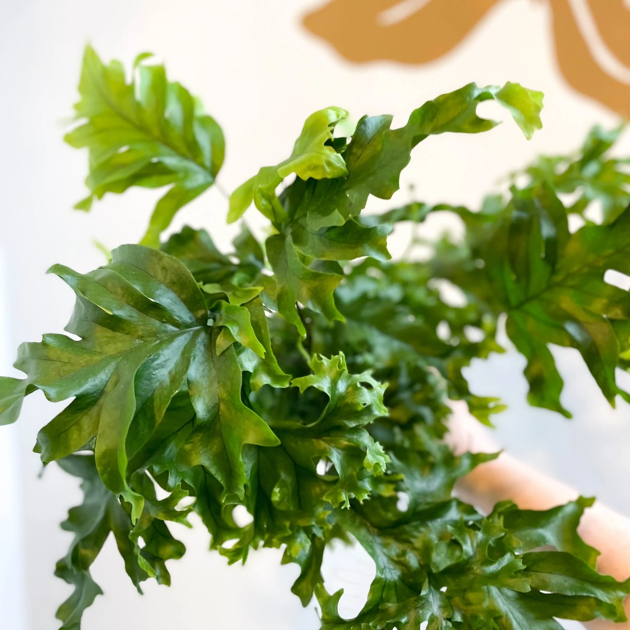 Phlebosia ‘Nicolas Diamond’ - Nicolas Diamond Fern - Image 8