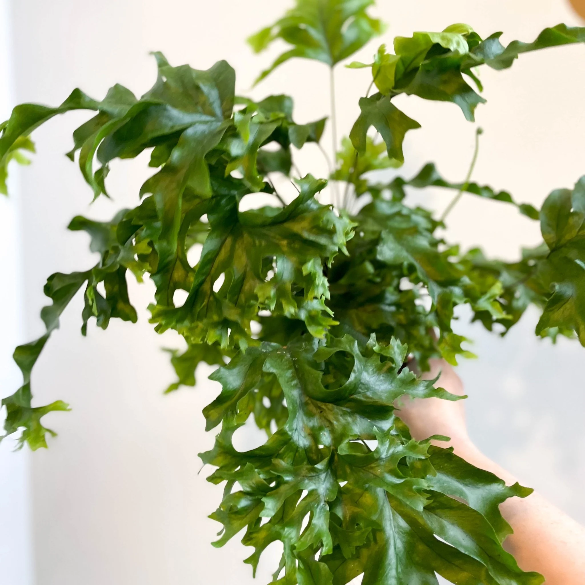 Phlebosia ‘Nicolas Diamond’ - Nicolas Diamond Fern - Image 9