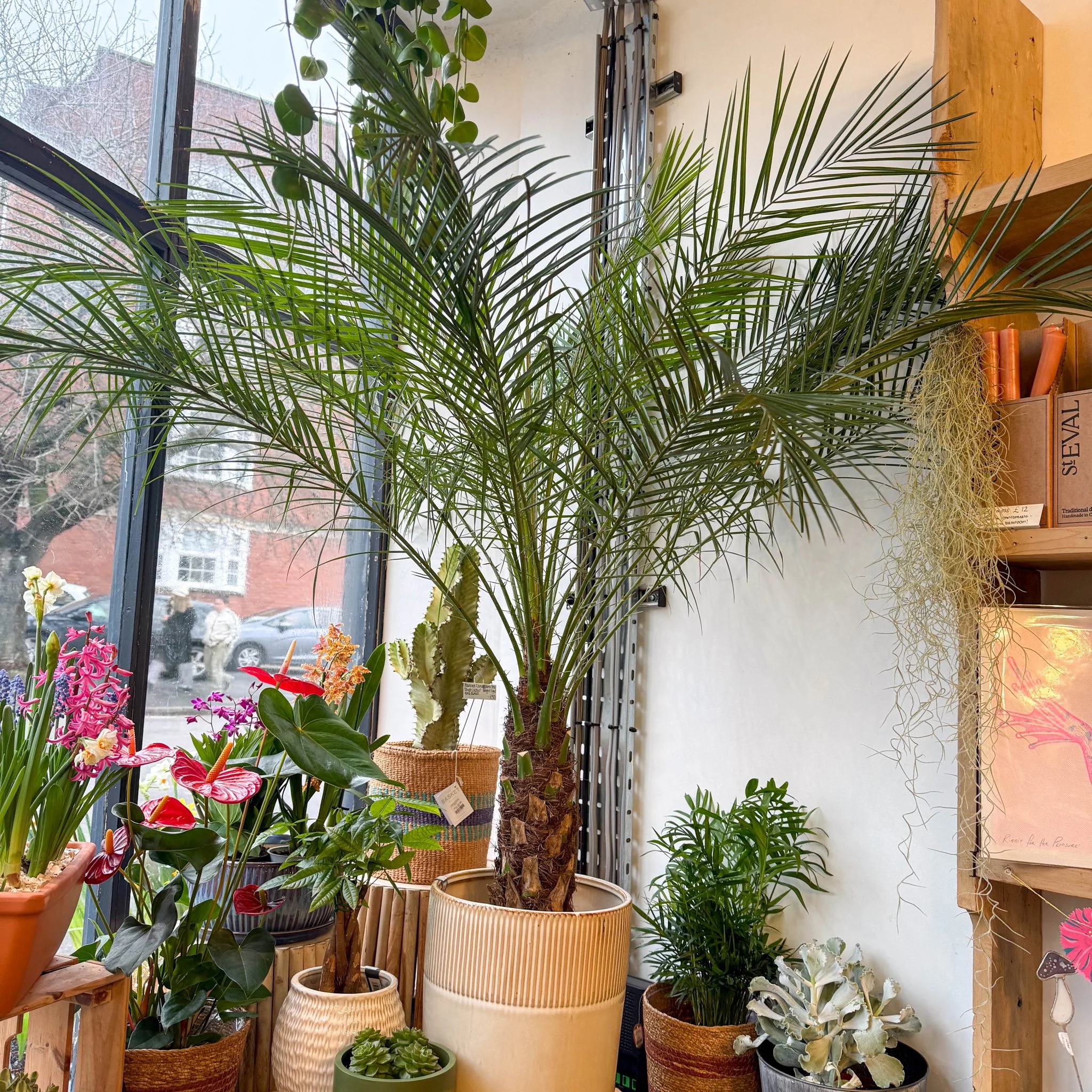 Phoenix roebelenii - Pygmy Date Palm