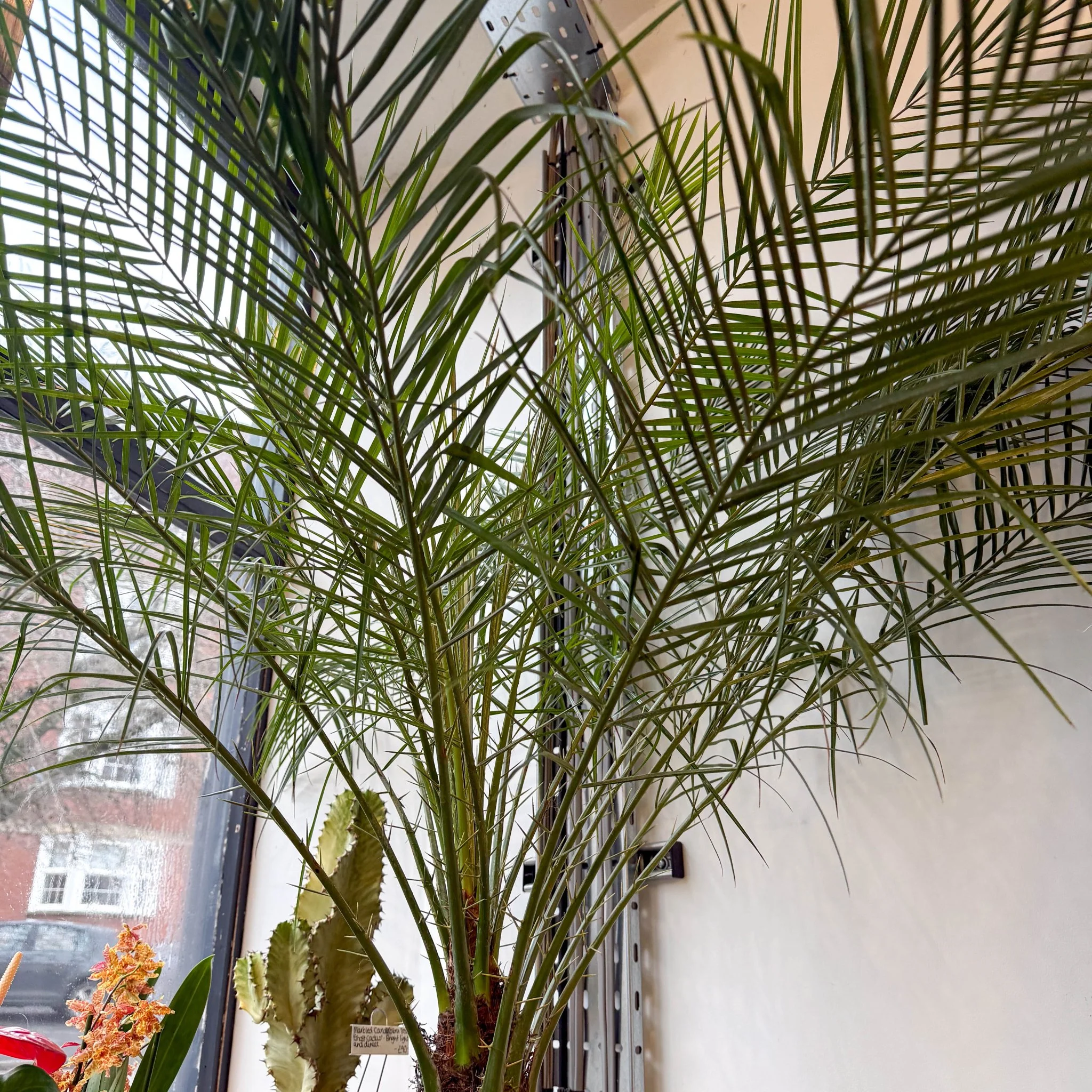 Phoenix roebelenii - Pygmy Date Palm - Image 2