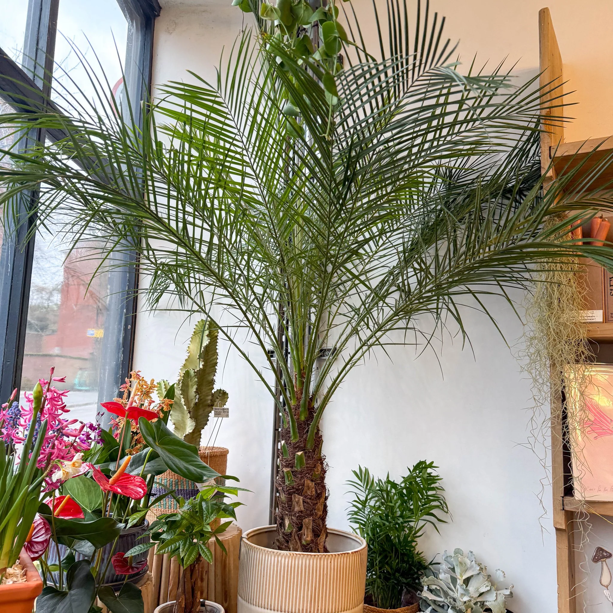 Phoenix roebelenii - Pygmy Date Palm - Image 4