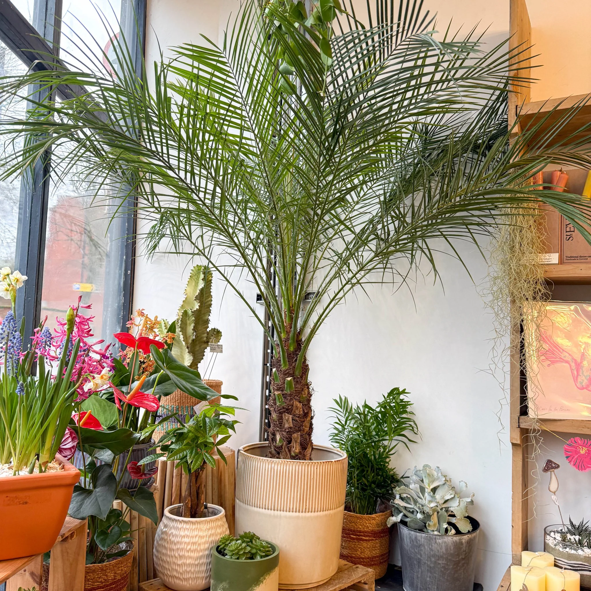 Phoenix roebelenii - Pygmy Date Palm - Image 5