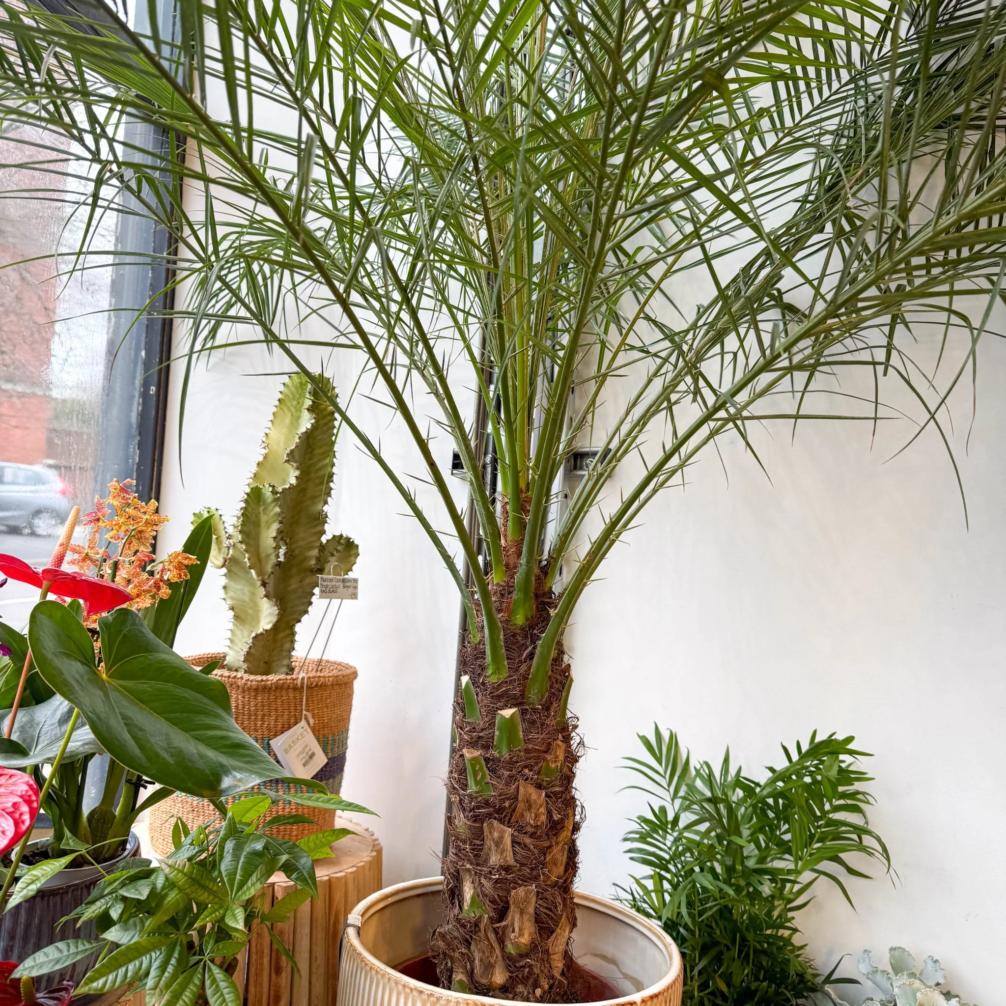 Phoenix roebelenii - Pygmy Date Palm - Image 7