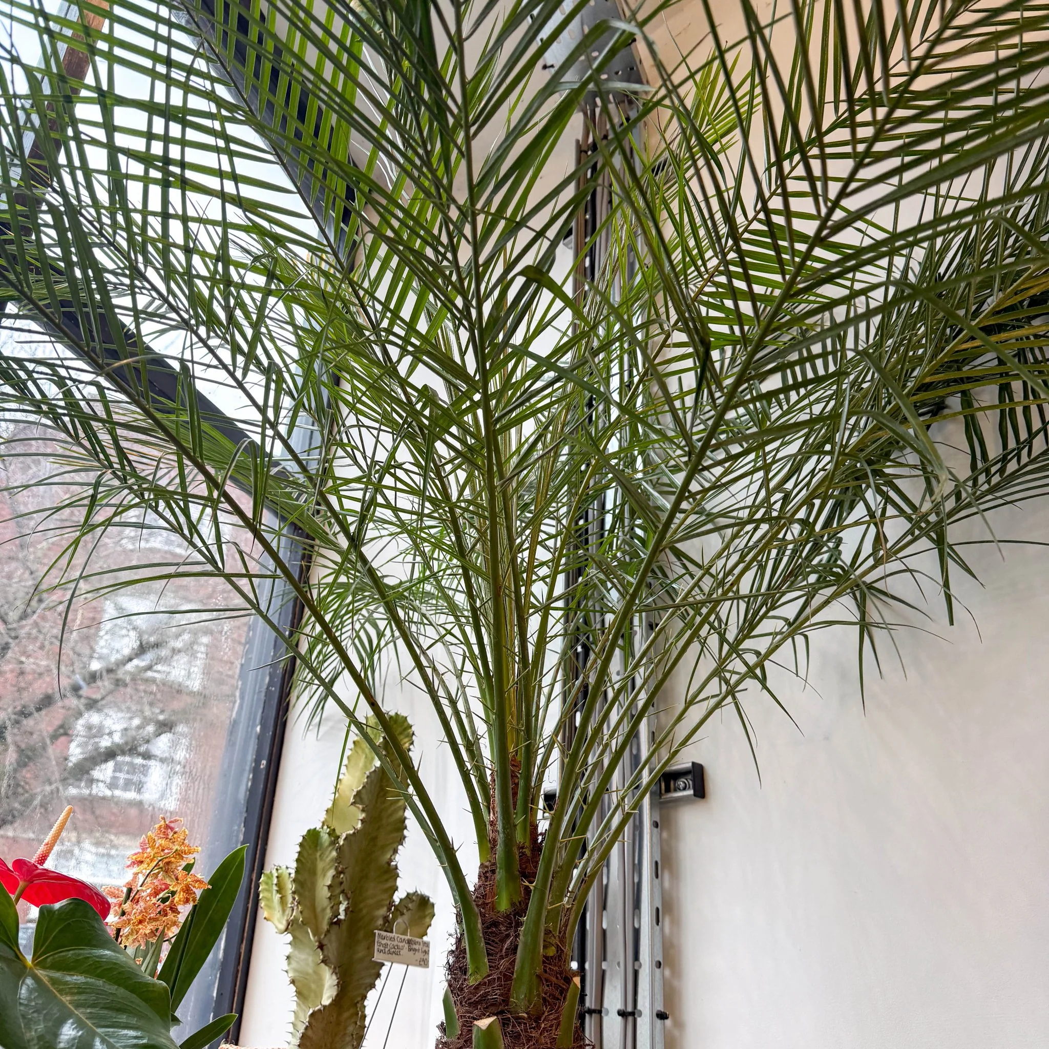 Phoenix roebelenii - Pygmy Date Palm - Image 8